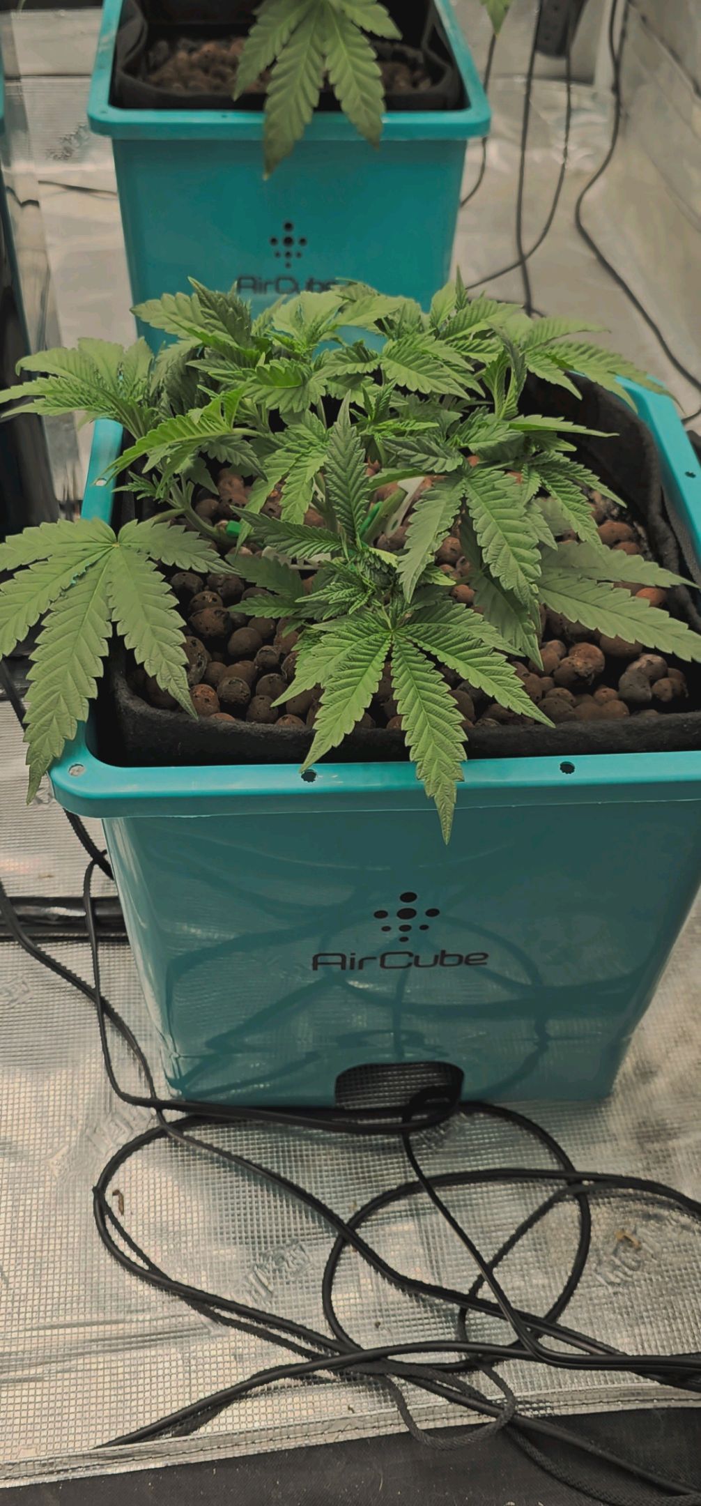 Ricky Bobby #2 (LIT) growlog photo 77