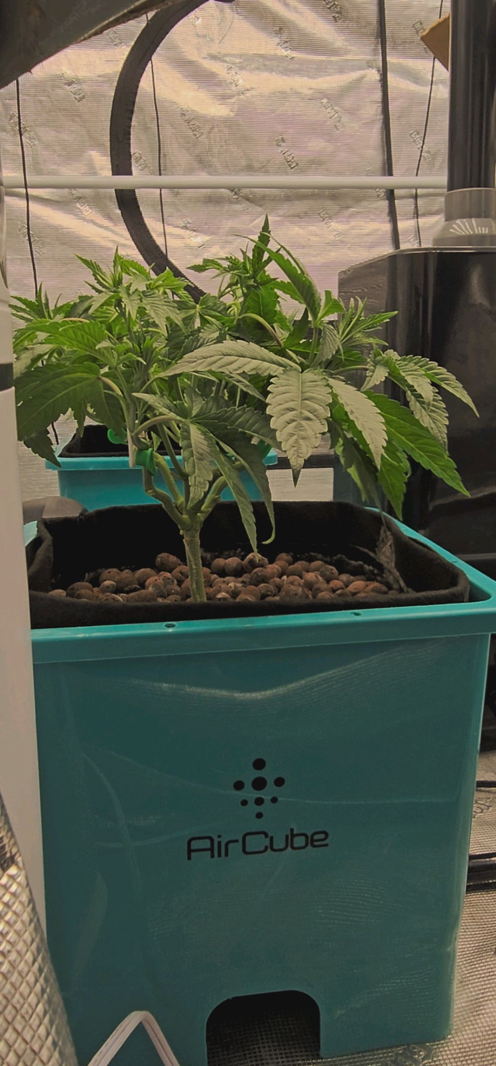 Rainbow candy #1 (LIT) growlog photo 69