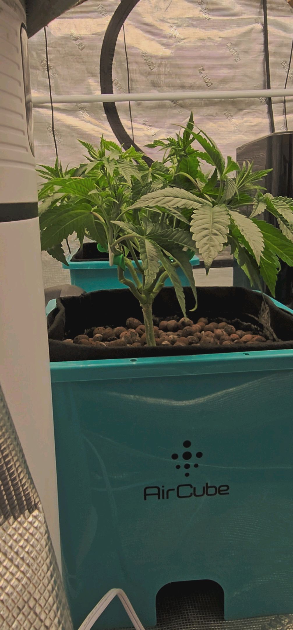 Rainbow candy #1 (LIT) growlog photo 70