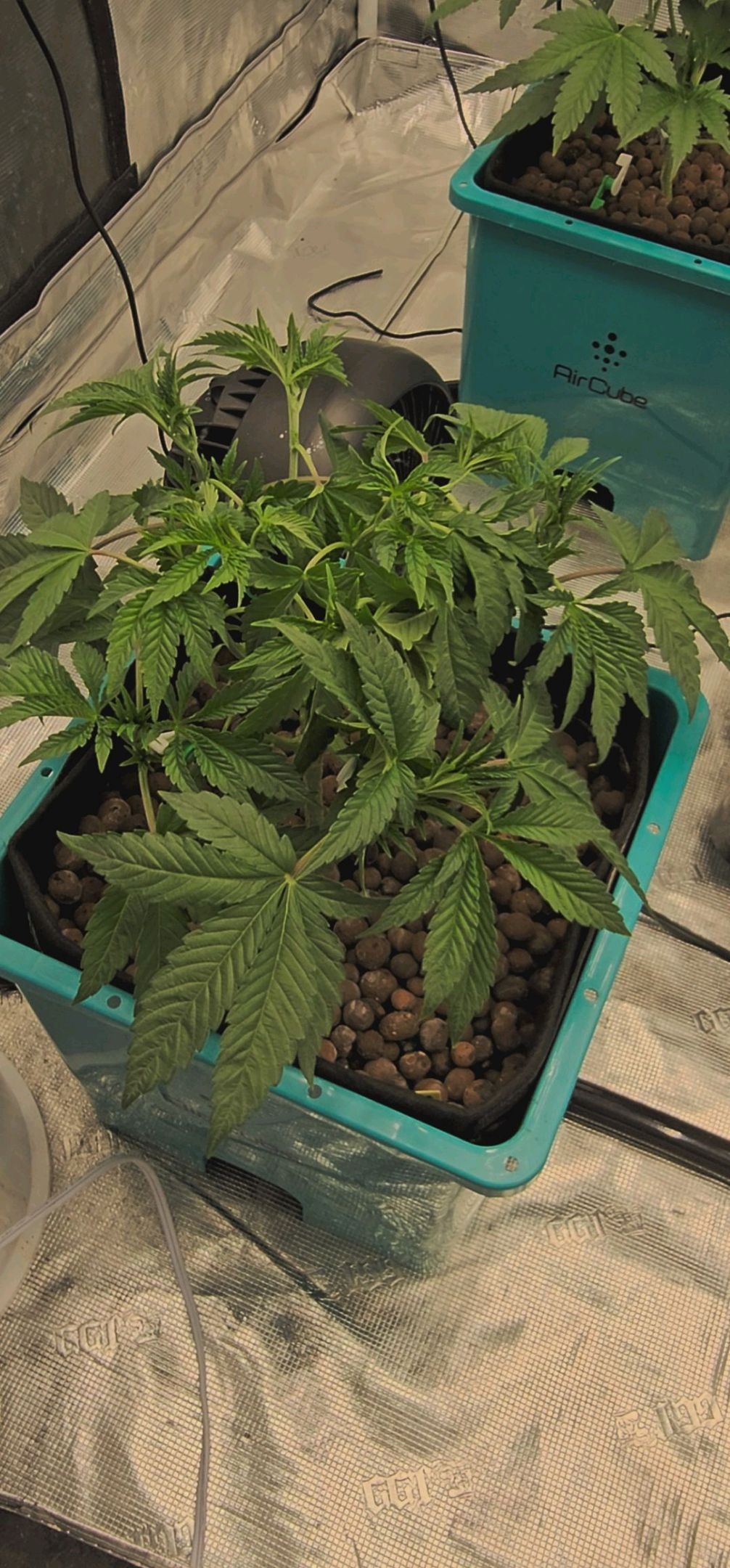 Rainbow candy #1 (LIT) growlog photo 68