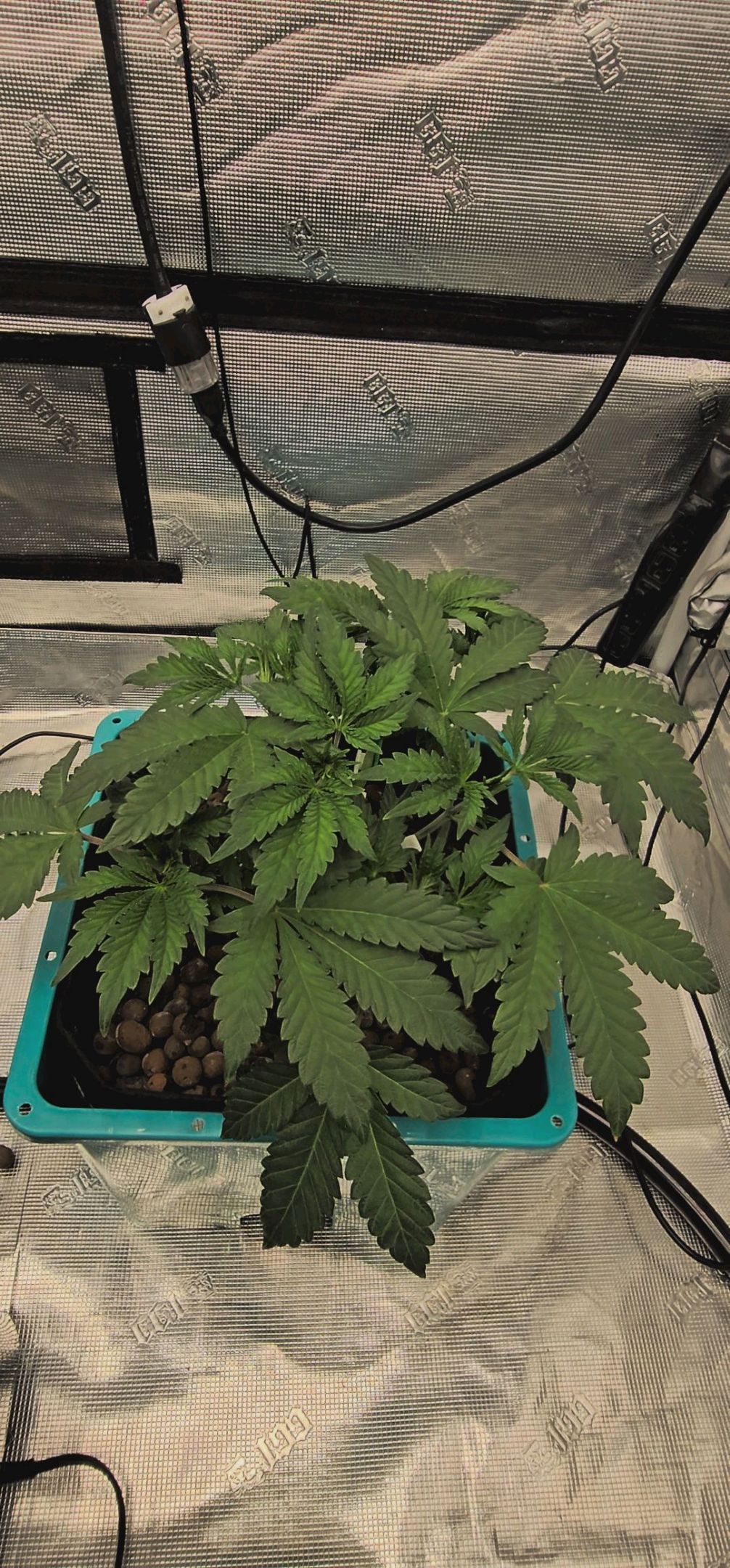 Rainbow candy #1 (LIT) growlog photo 86