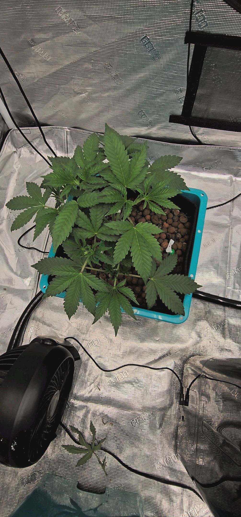 Ricky Bobby #2 (LIT) growlog photo 56