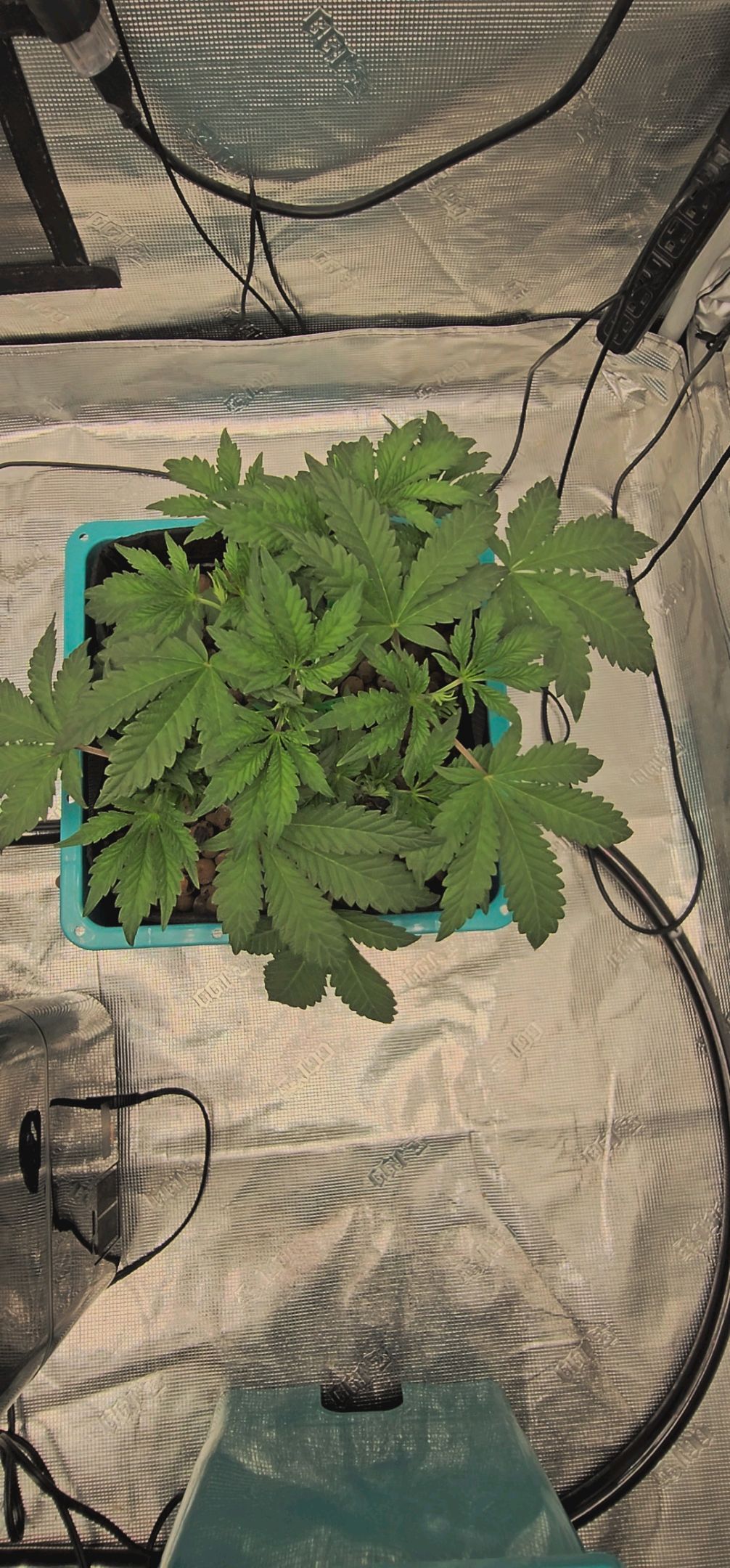 Ricky Bobby #2 (LIT) growlog photo 61