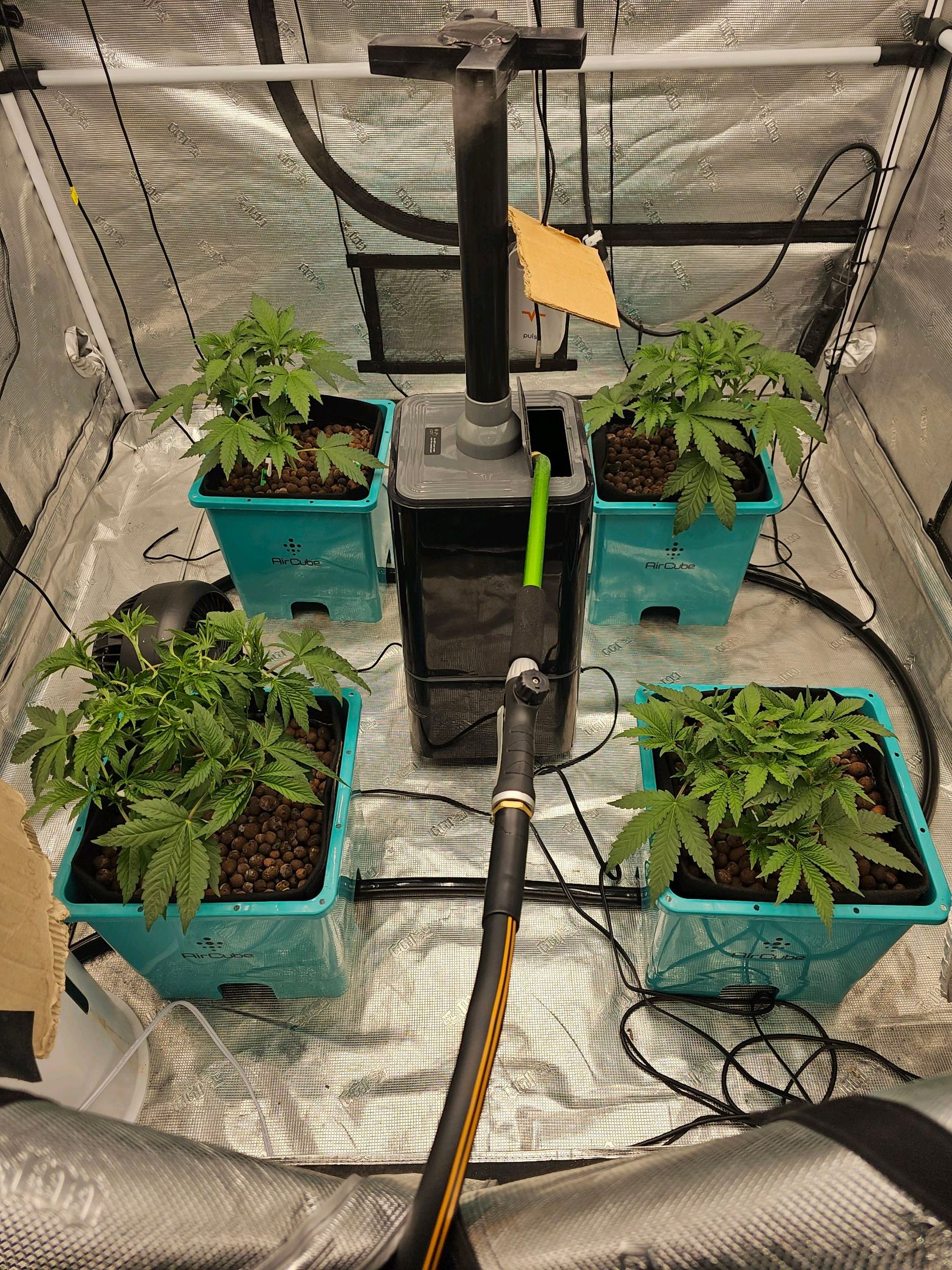 Ricky Bobby #2 (LIT) growlog photo 66