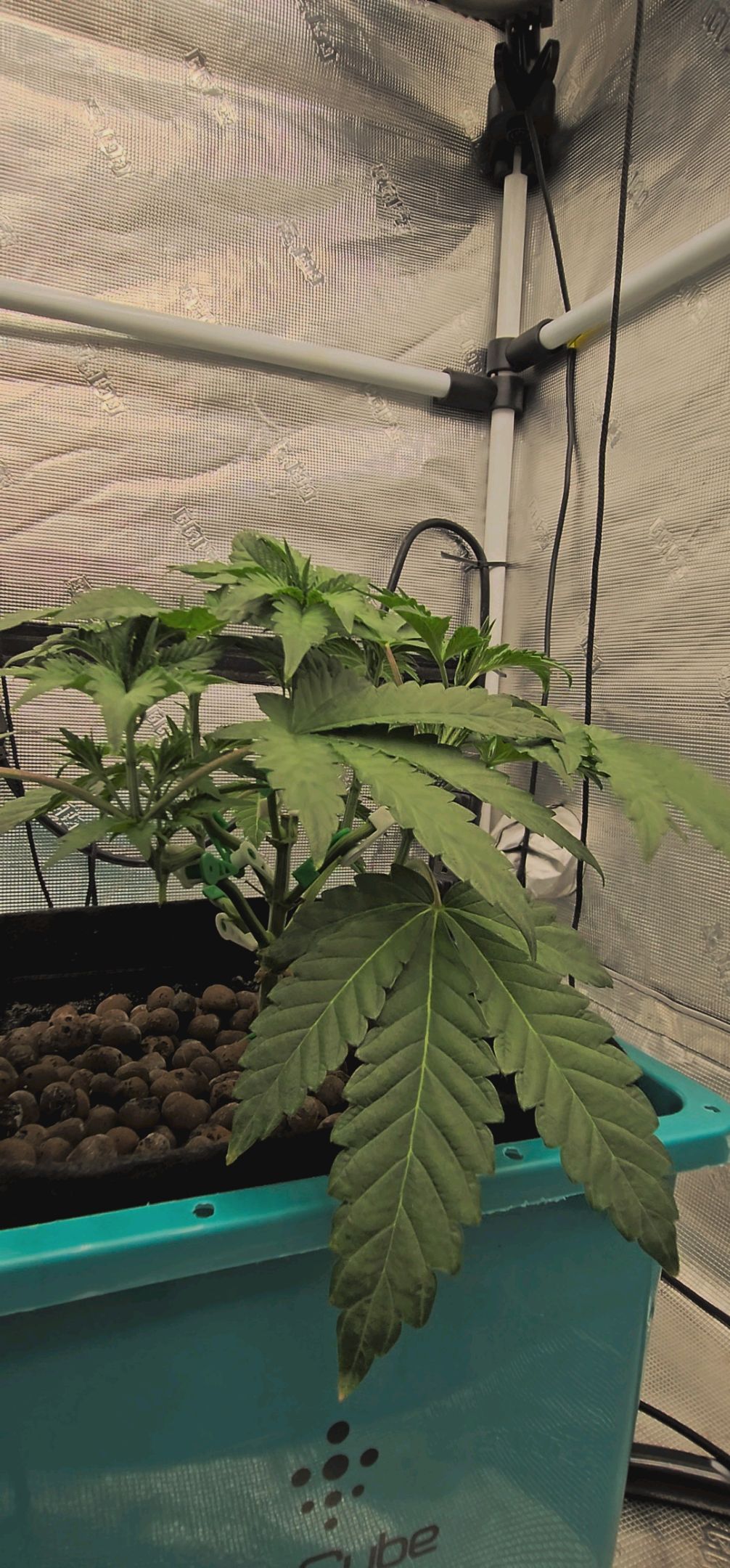 Ricky Bobby #2 (LIT) growlog photo 70