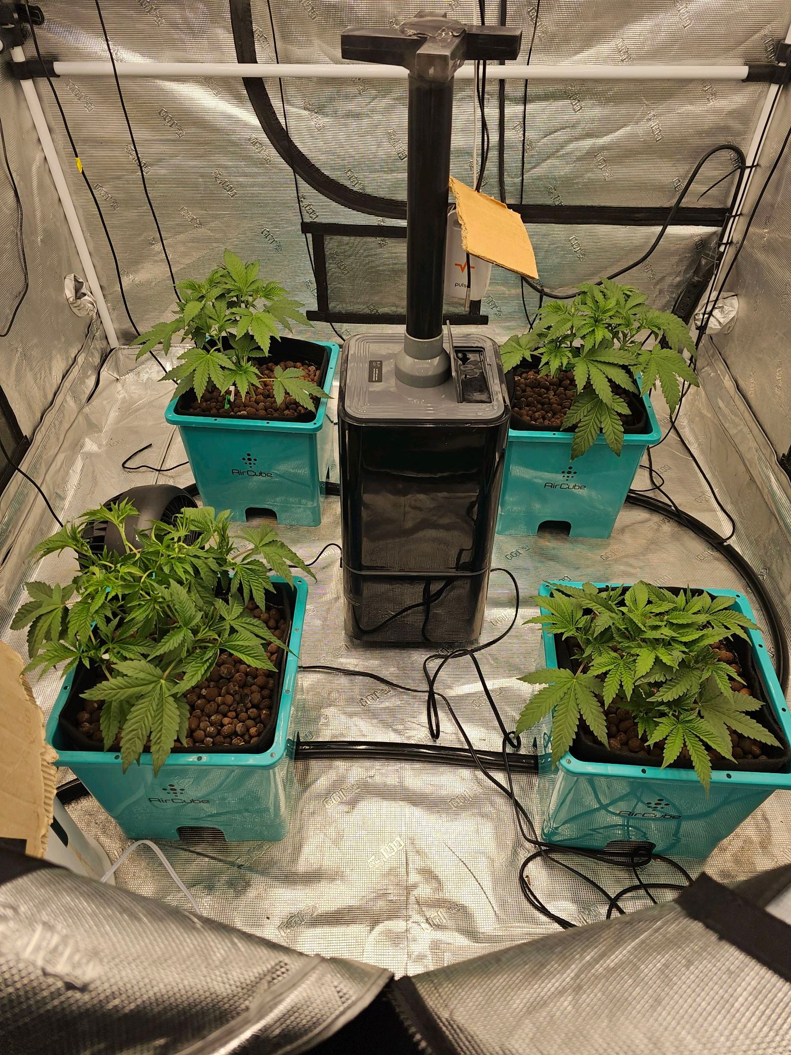 Ricky Bobby #2 (LIT) growlog photo 71