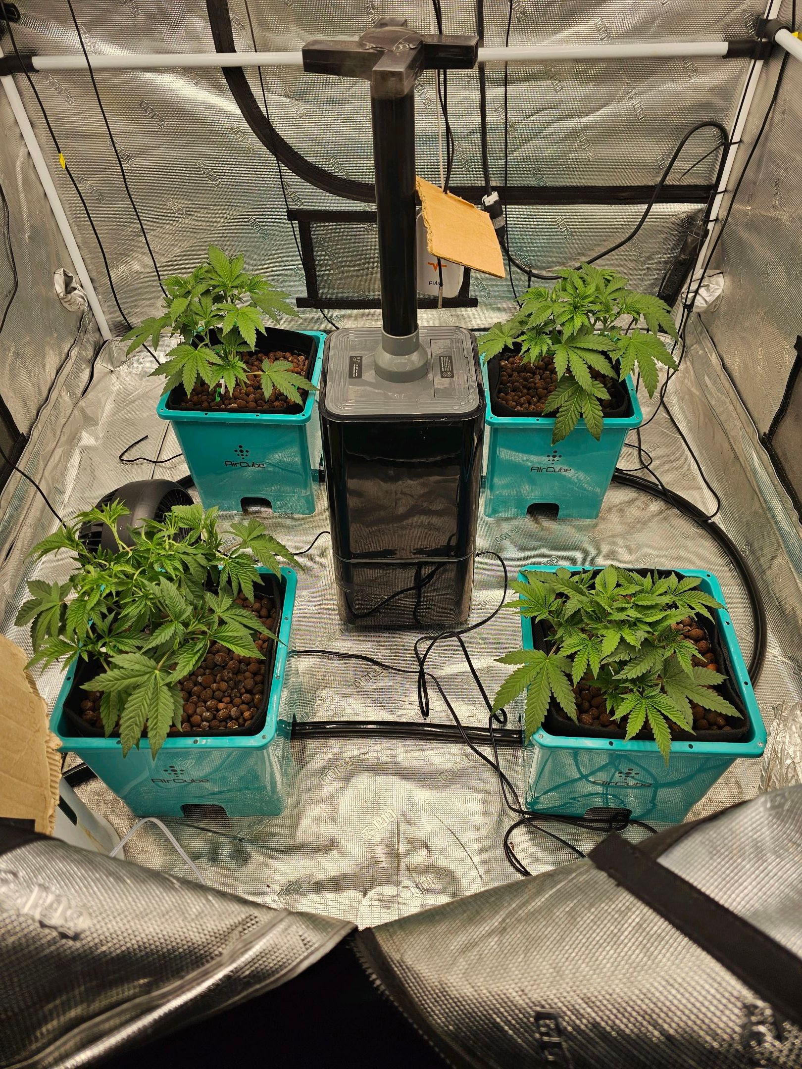 Ricky Bobby #2 (LIT) growlog photo 72