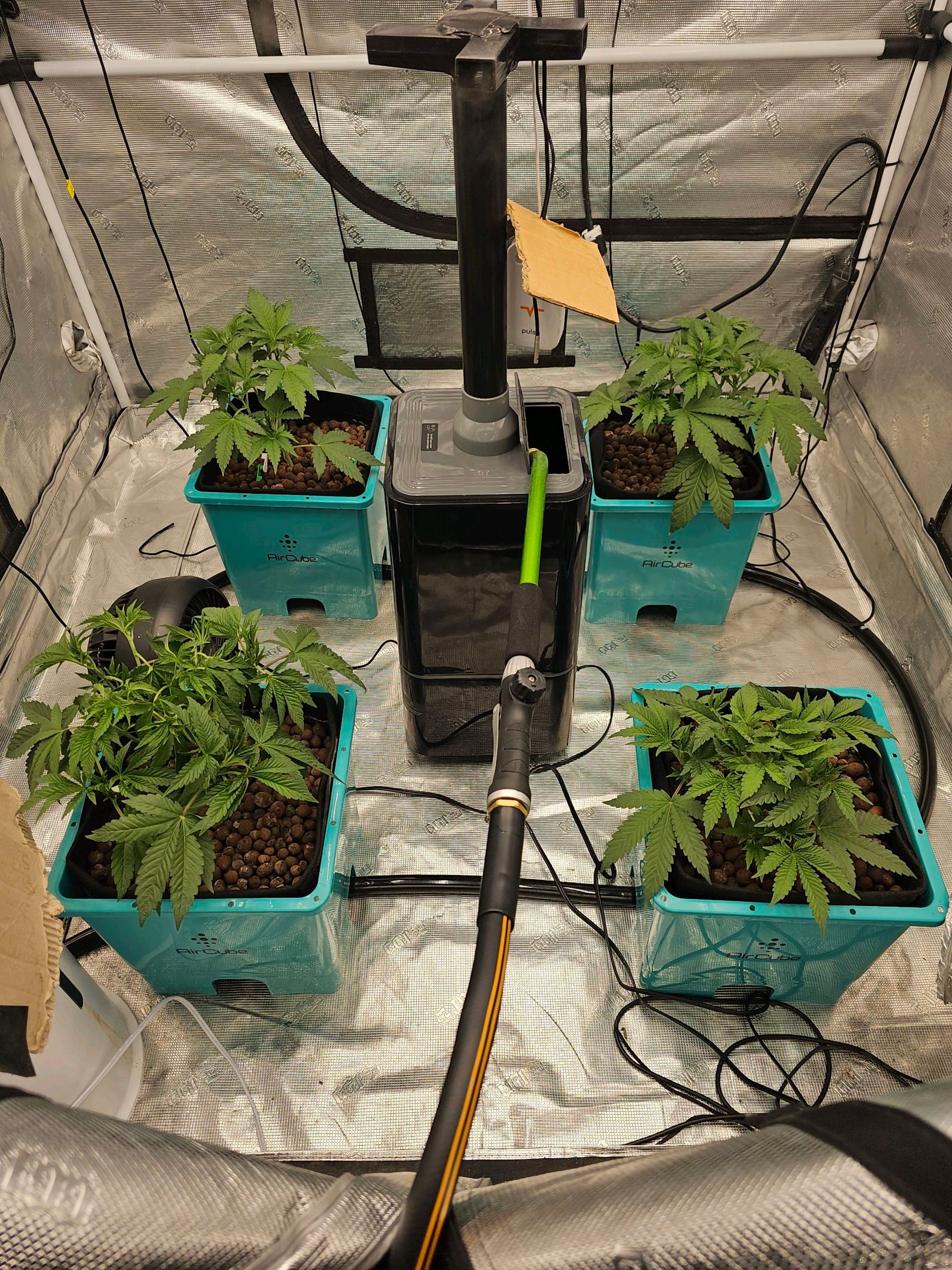 Ricky Bobby #2 (LIT) growlog photo 73