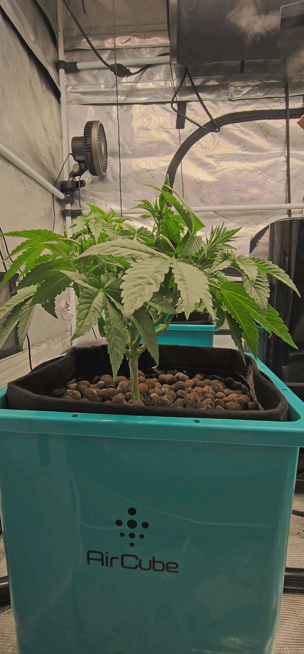 Ricky Bobby #2 (LIT) growlog photo 58