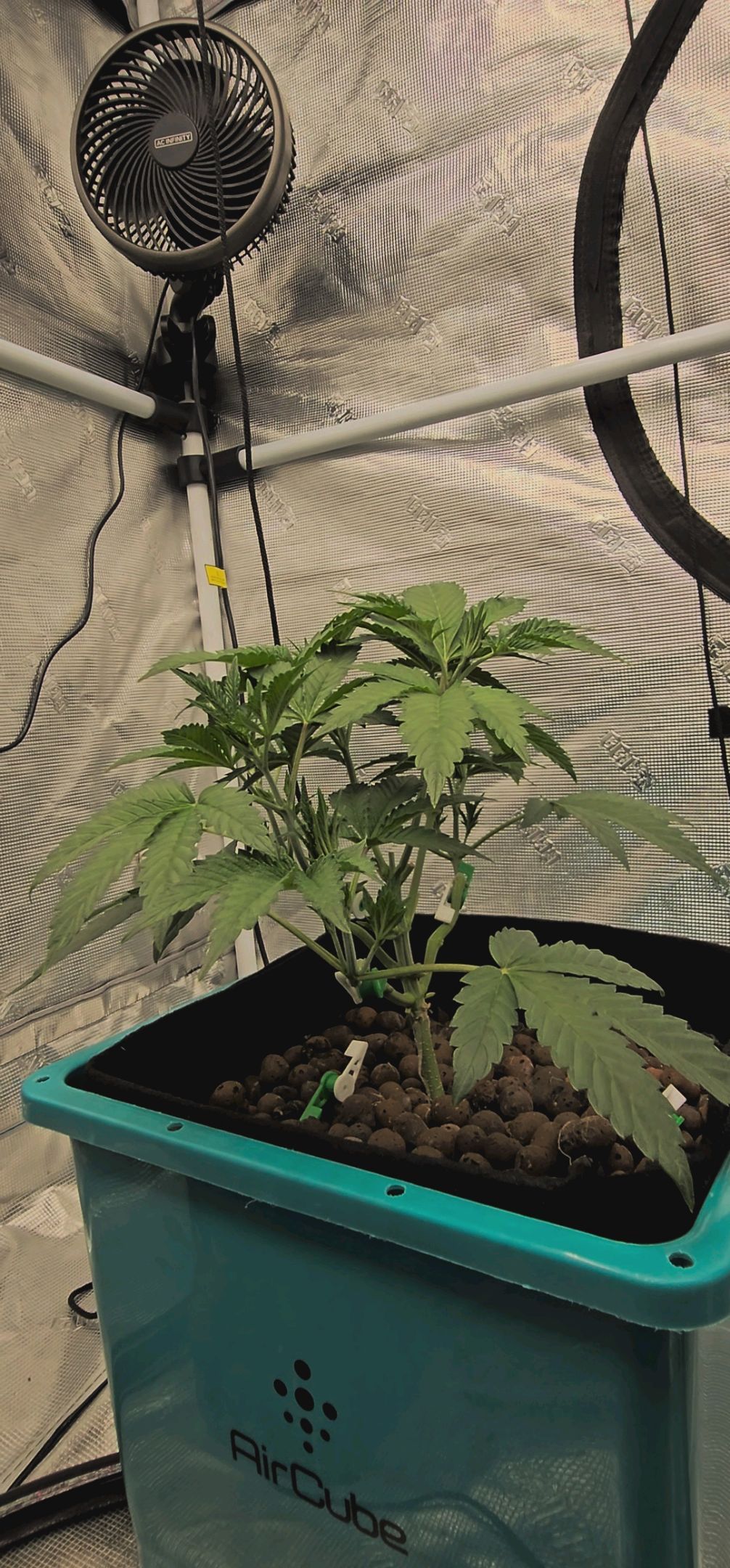 Ricky Bobby #2 (LIT) growlog photo 59