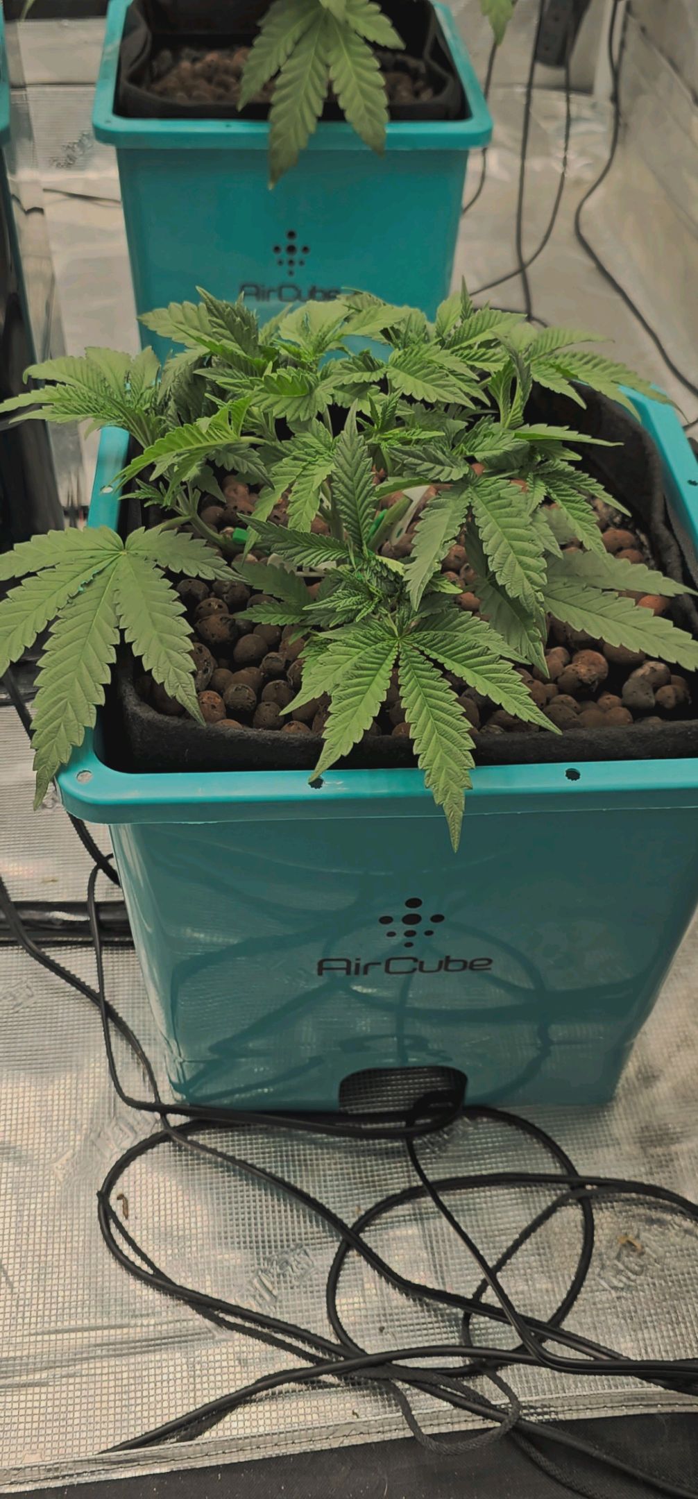 Ricky Bobby #2 (LIT) growlog photo 60