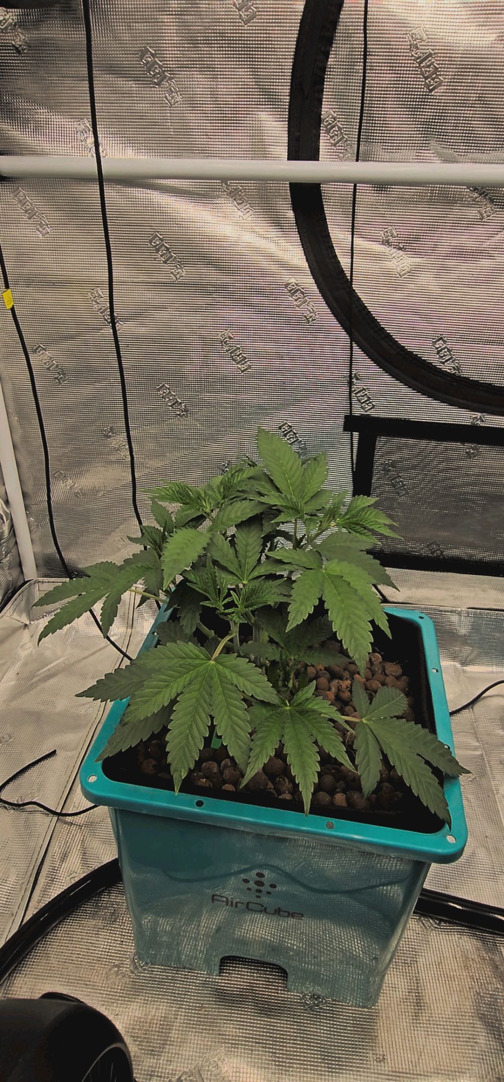 Ricky Bobby #2 (LIT) growlog photo 62
