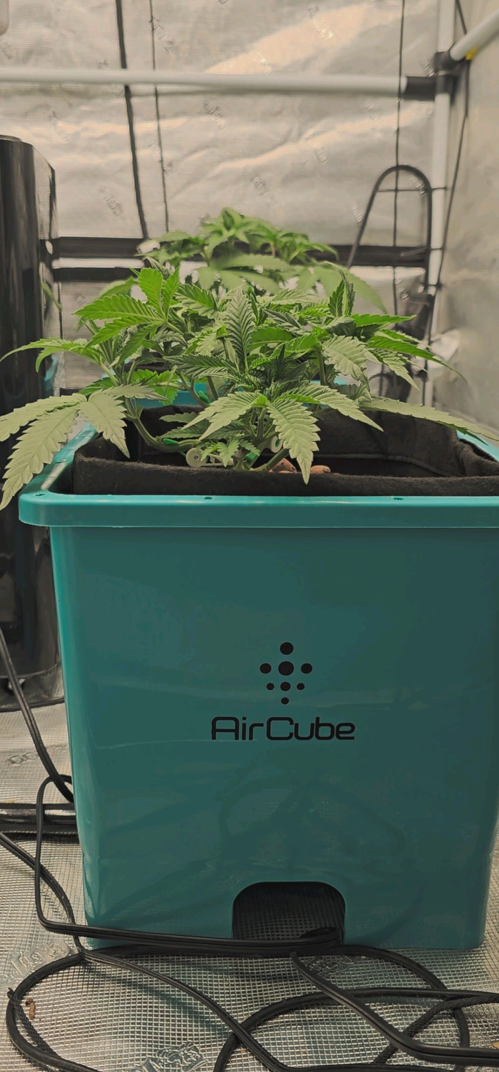 Ricky Bobby #2 (LIT) growlog photo 67