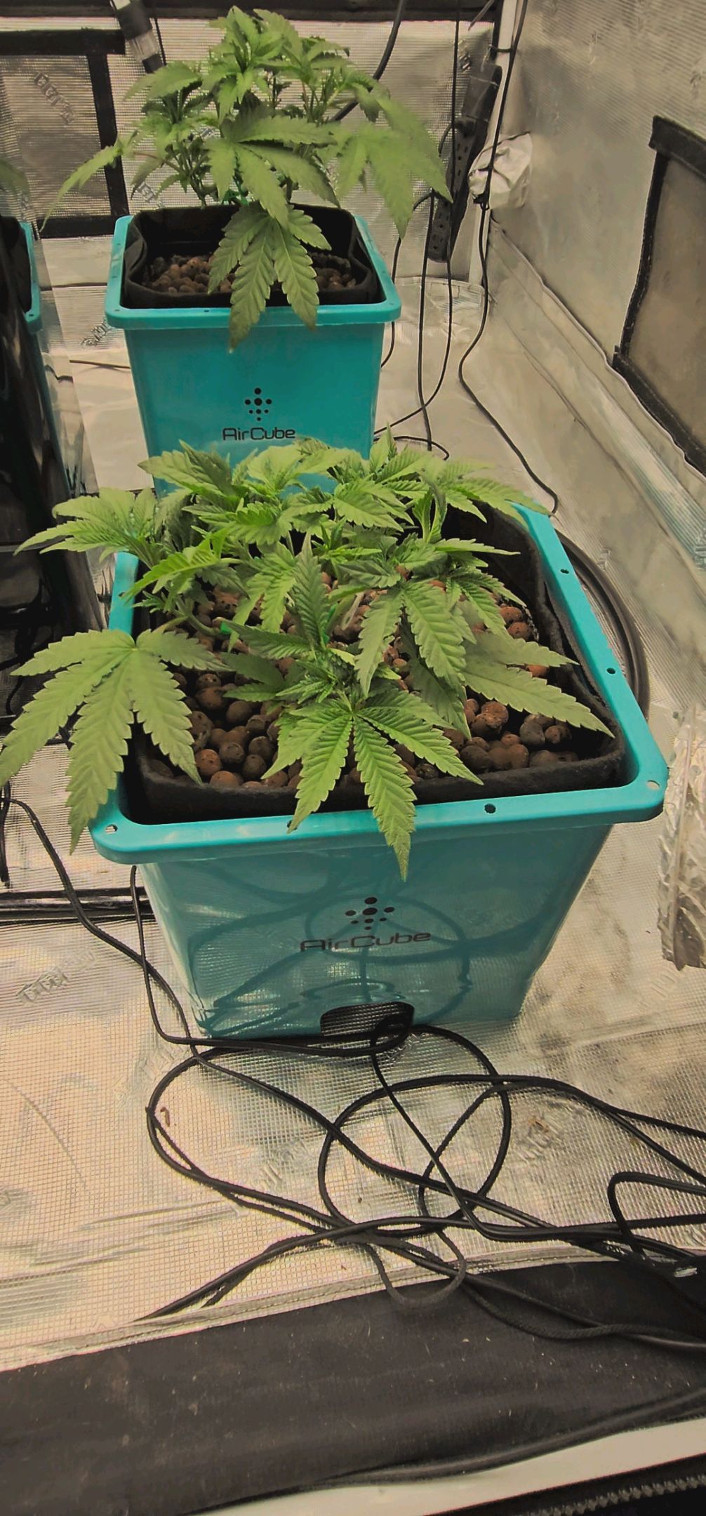 Ricky Bobby #2 (LIT) growlog photo 68