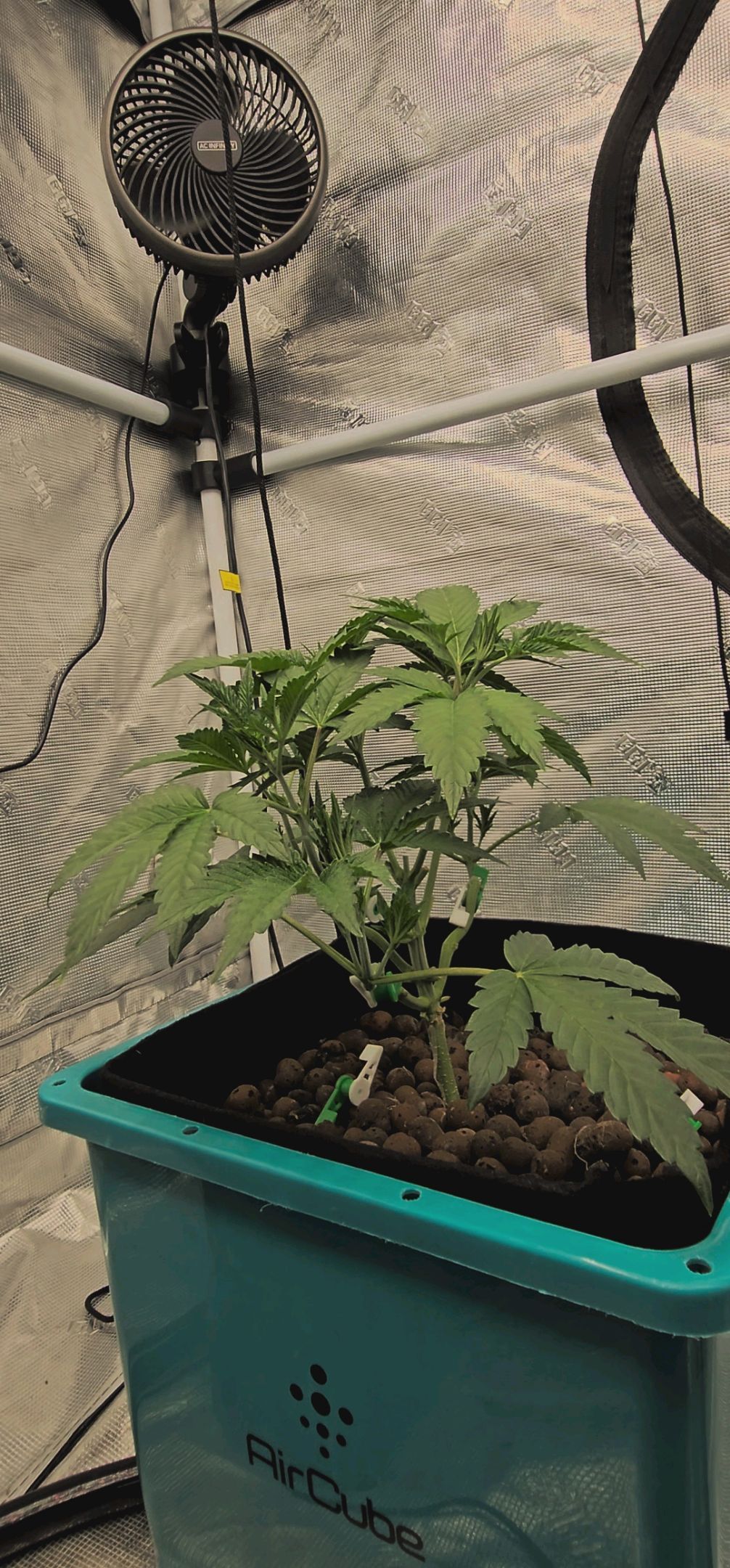 Ricky Bobby #2 (LIT) growlog photo 69