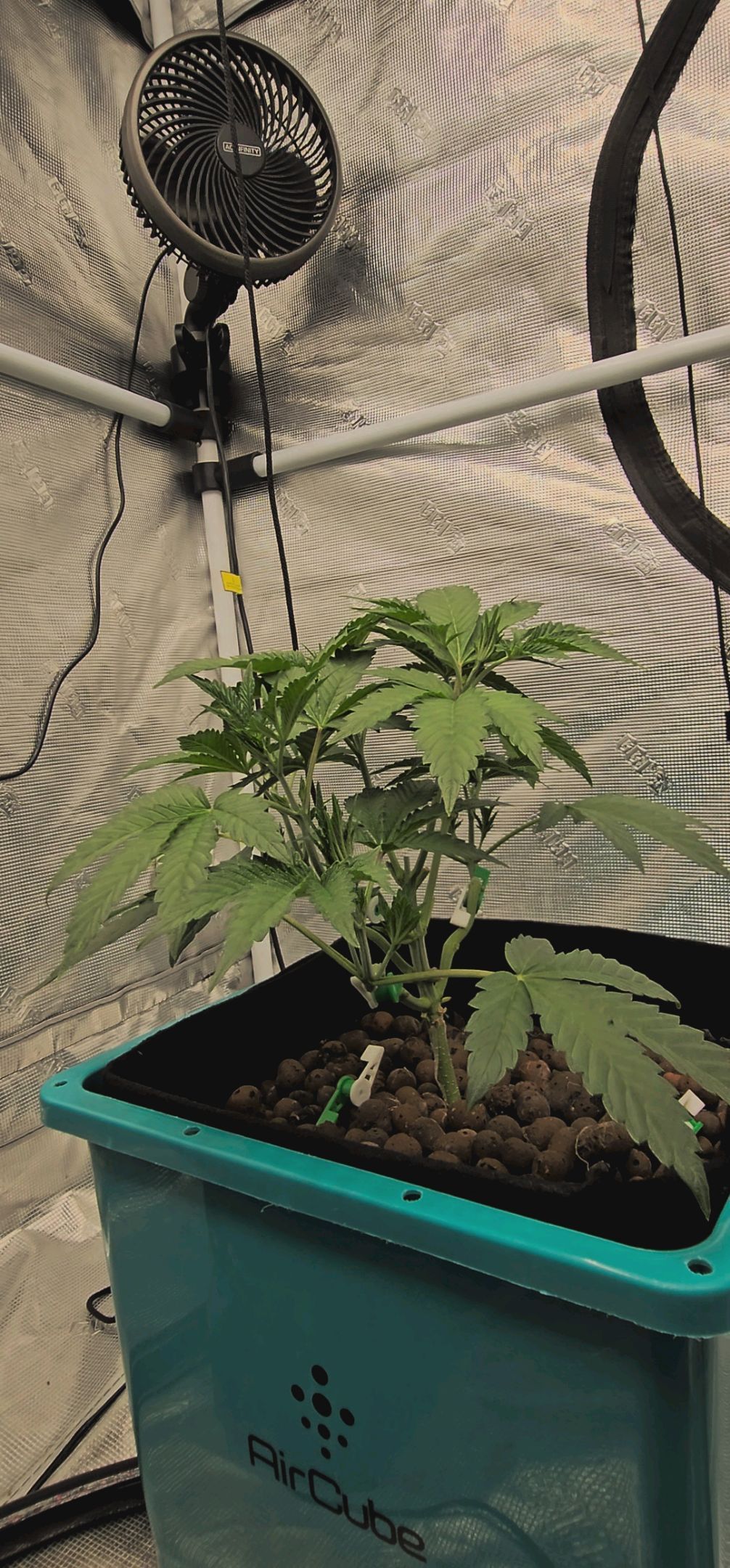 Ricky Bobby #2 (LIT) growlog photo 78