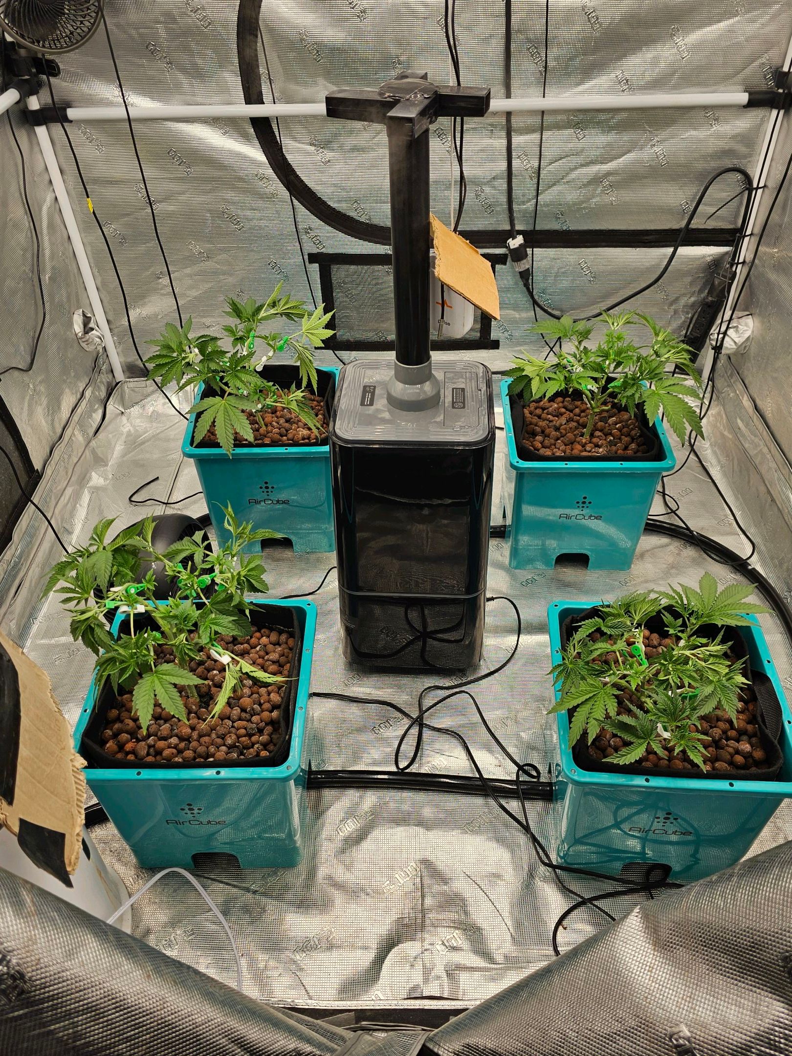 Ricky Bobby #2 (LIT) growlog photo 79