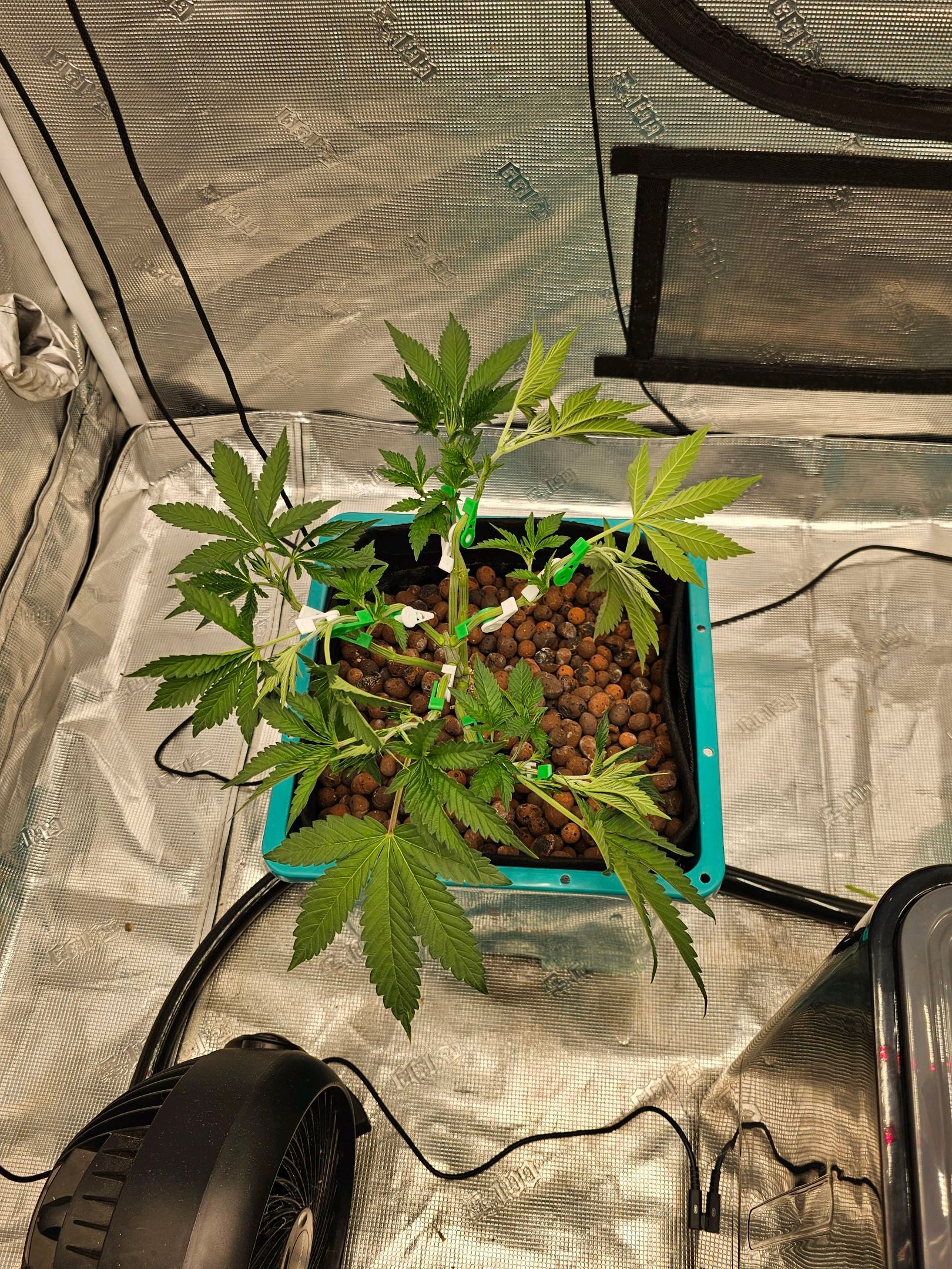 Ricky Bobby #2 (LIT) growlog photo 81