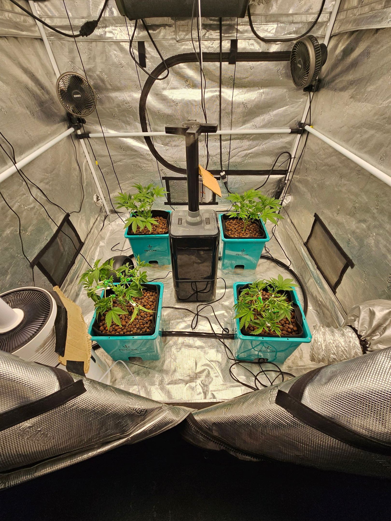 Ricky Bobby #2 (LIT) growlog photo 83