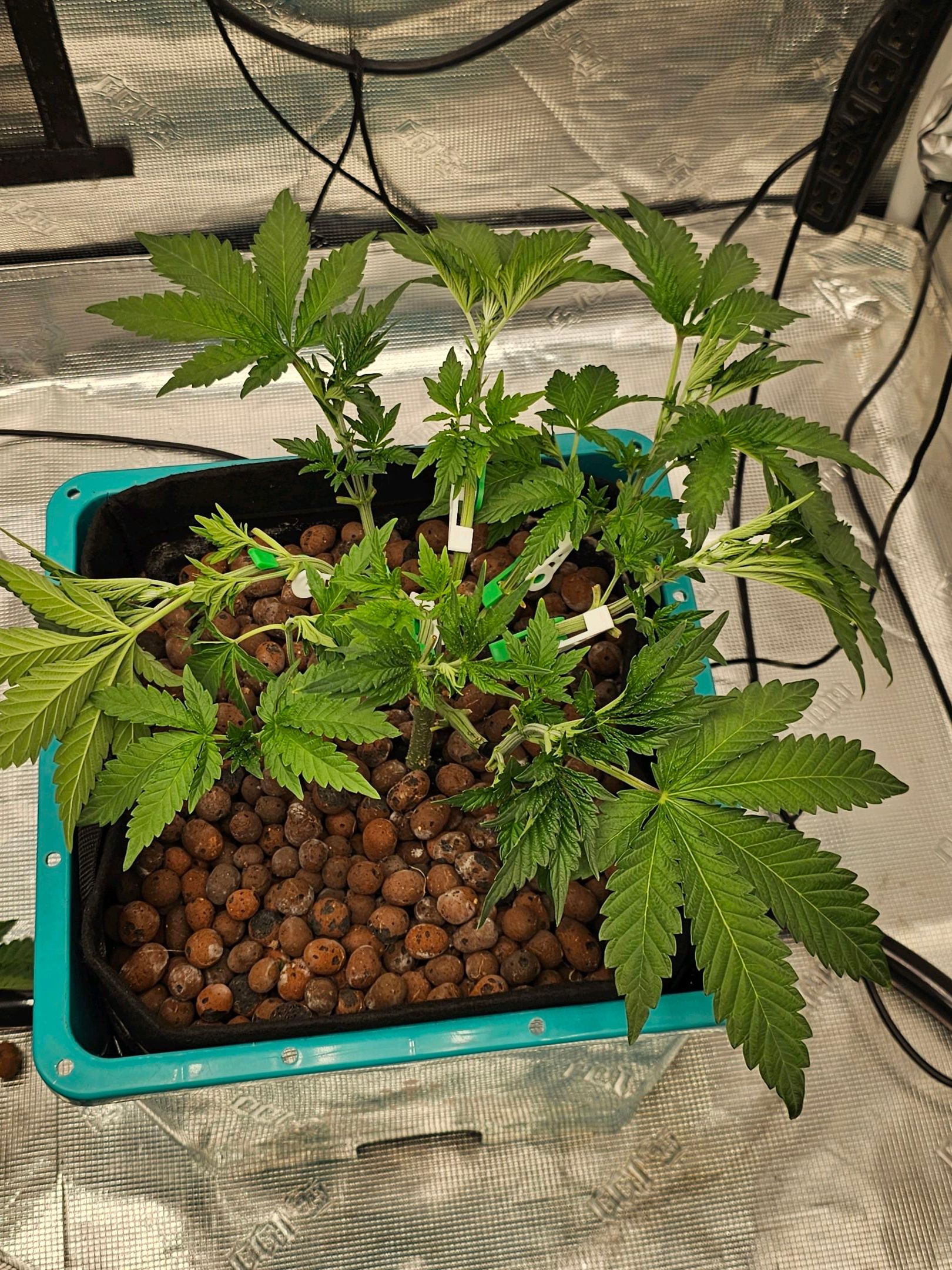 Ricky Bobby #2 (LIT) growlog photo 84