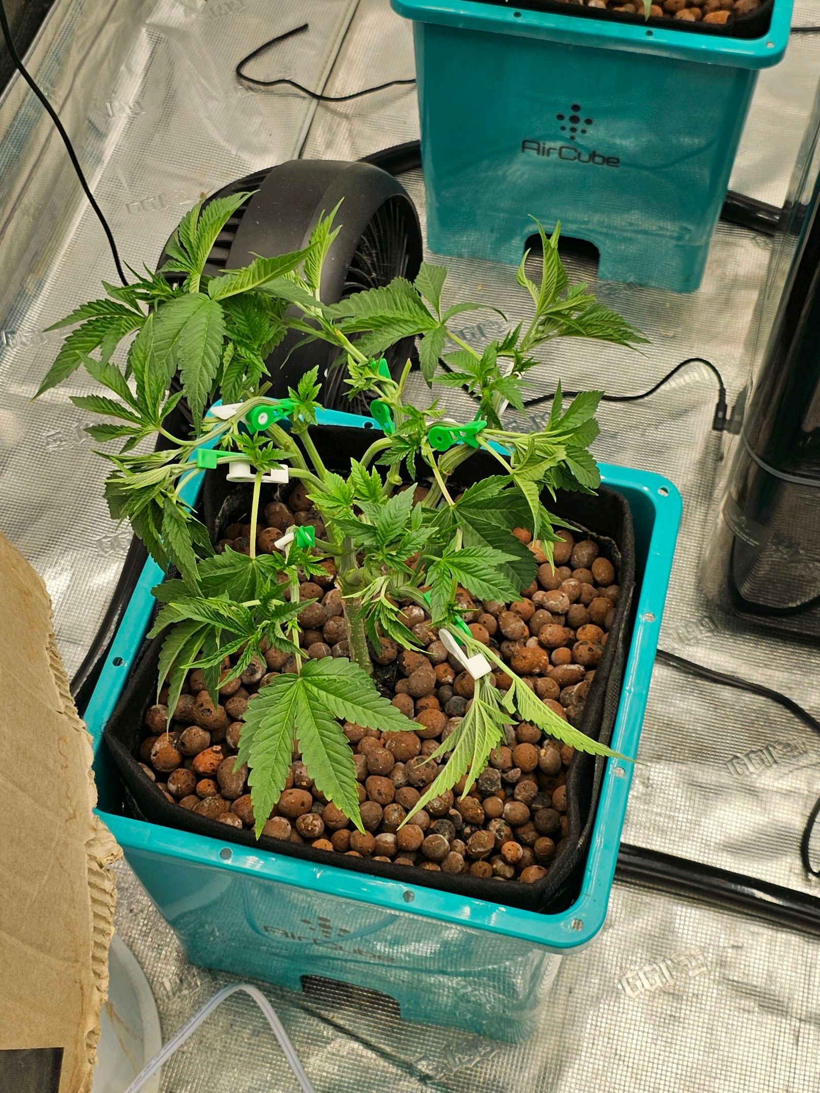 Ricky Bobby #2 (LIT) growlog photo 86
