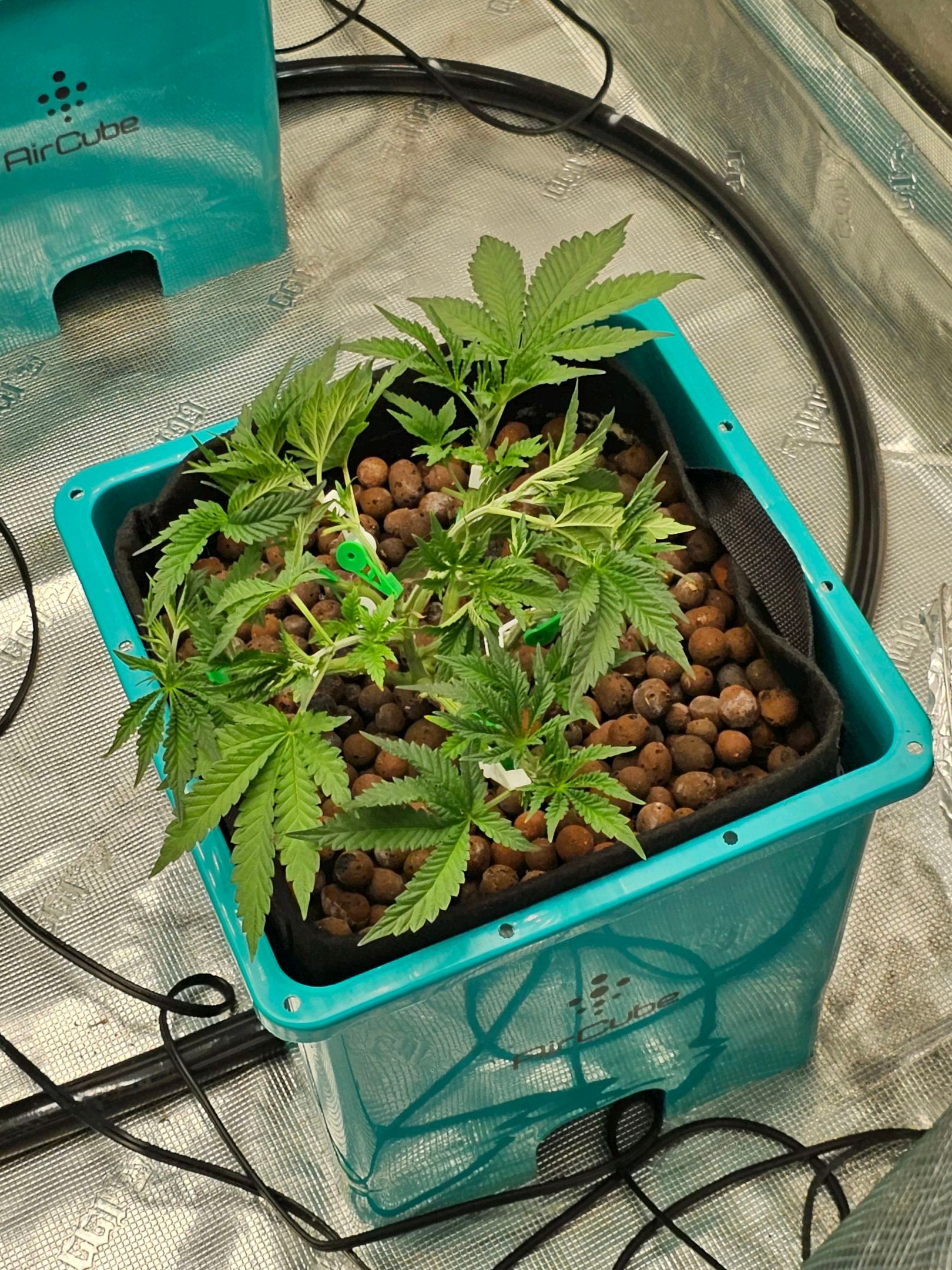 Ricky Bobby #2 (LIT) growlog photo 88