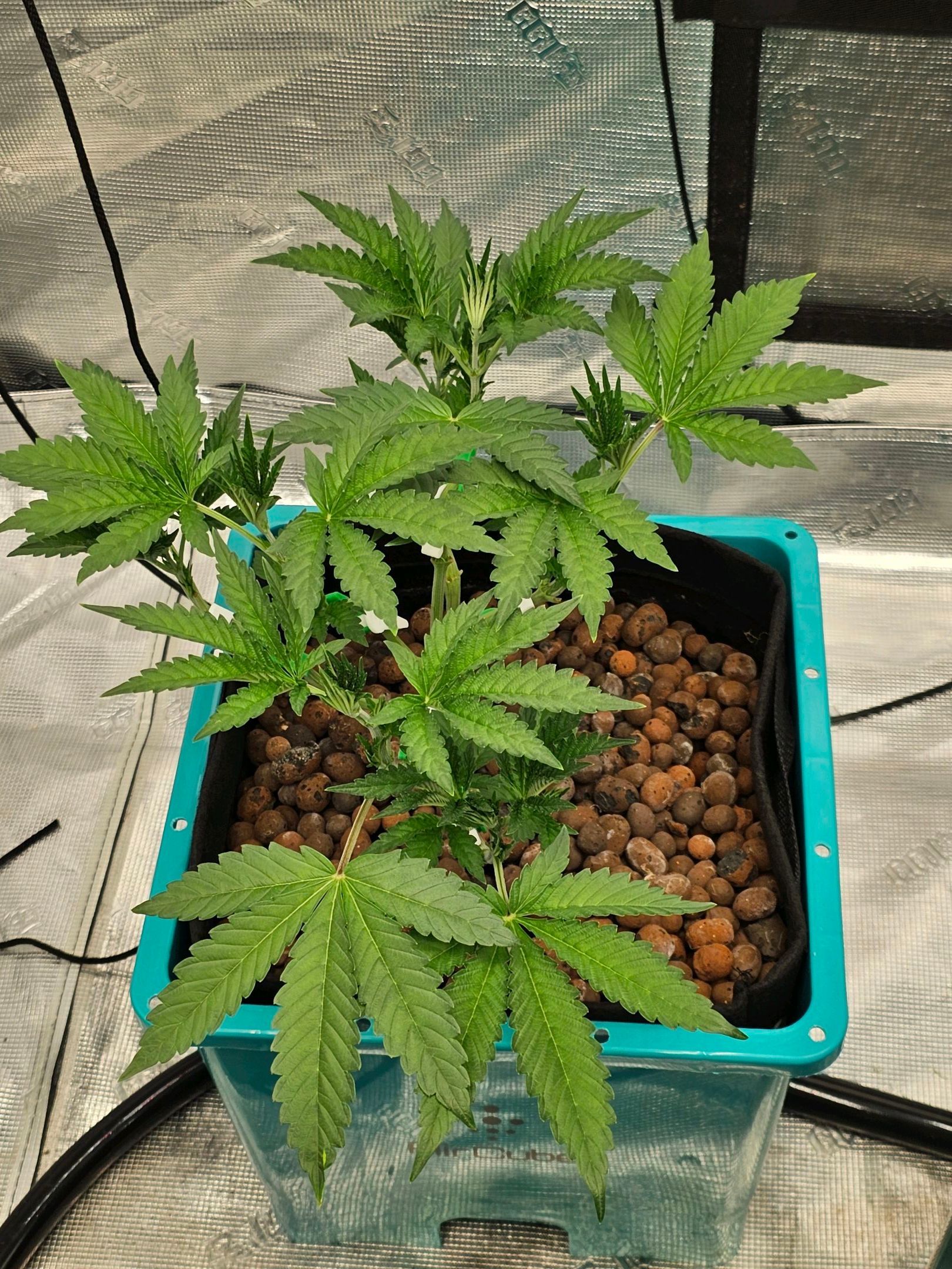 Ricky Bobby #2 (LIT) growlog photo 89