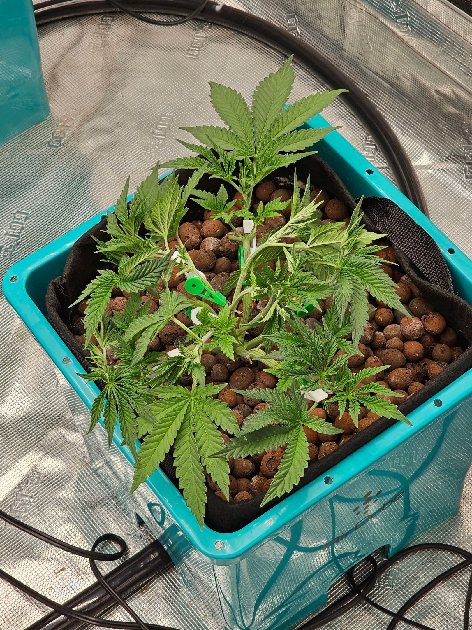 Ricky Bobby #2 (LIT) growlog photo 80