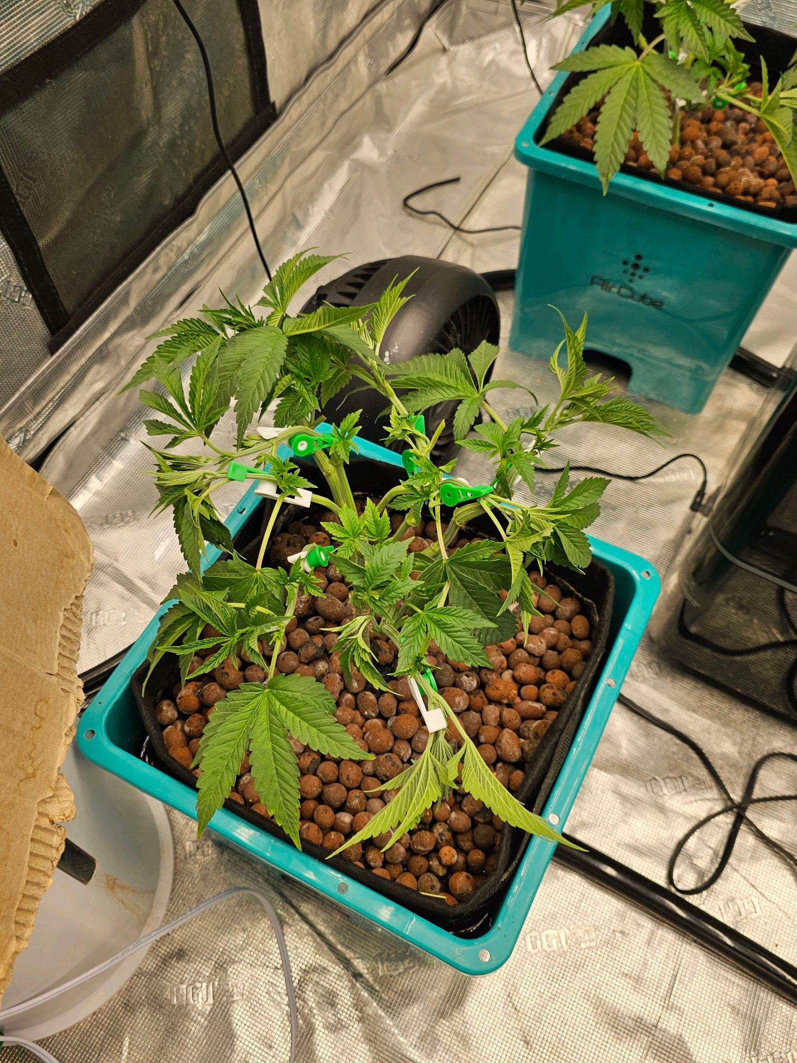 Rainbow candy #1 (LIT) growlog photo 94