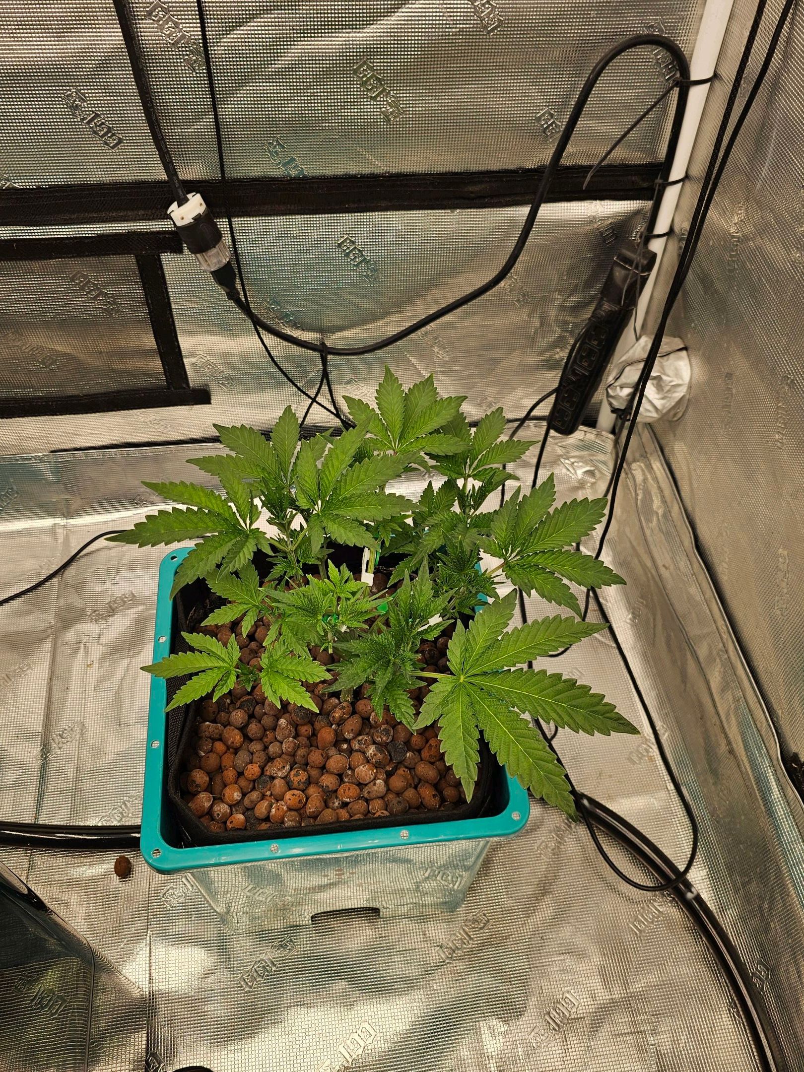 Rainbow candy #1 (LIT) growlog photo 97