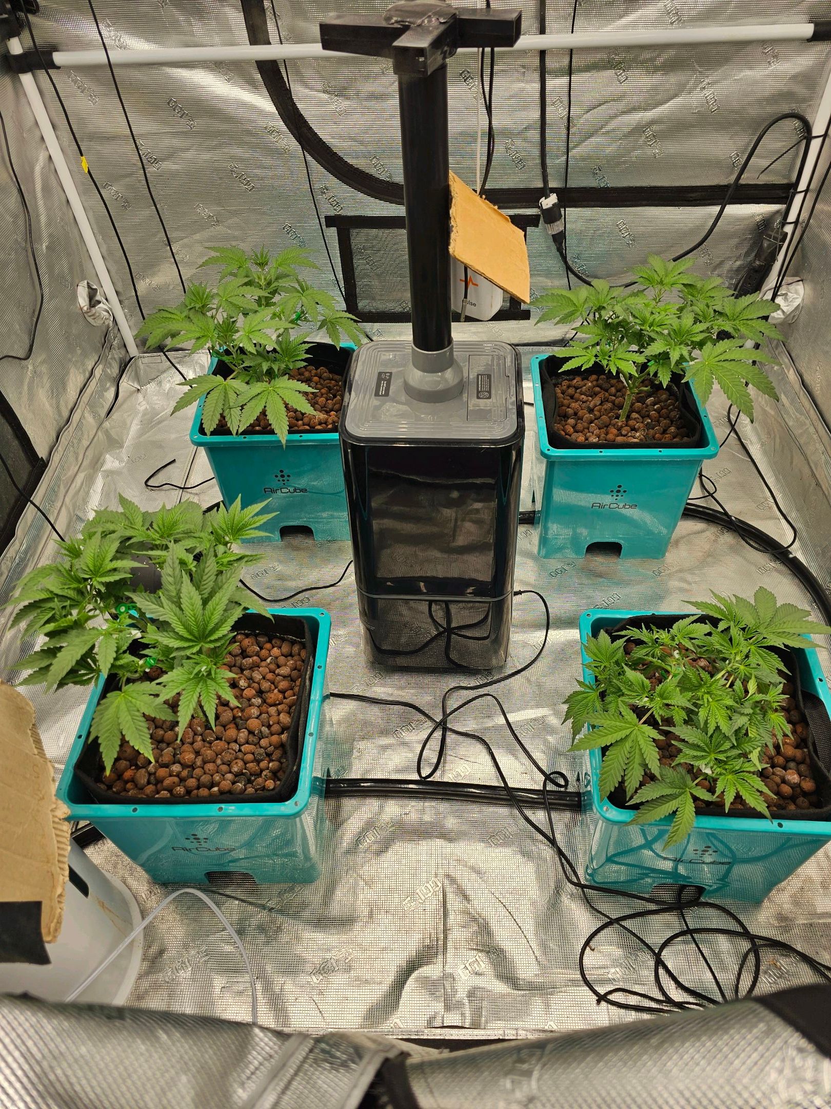 Ricky Bobby #2 (LIT) growlog photo 90