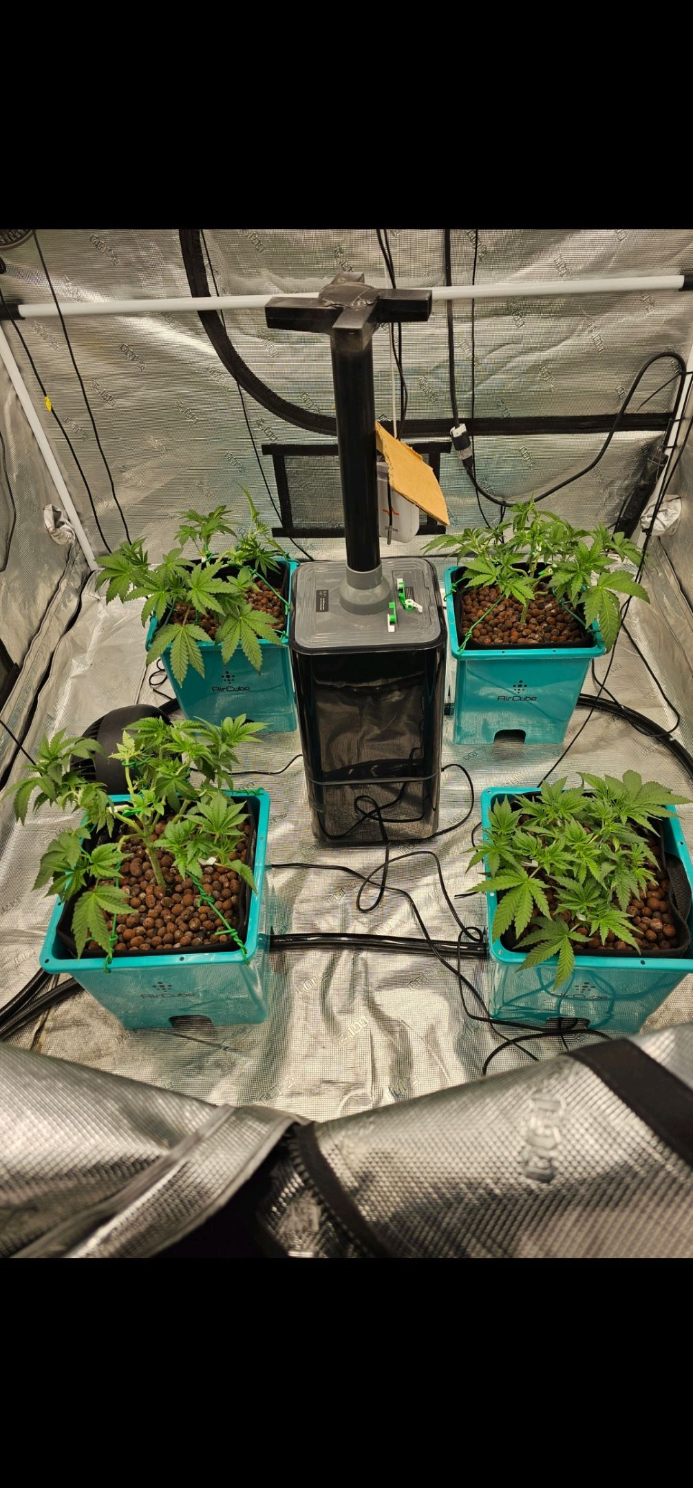 Ricky Bobby #2 (LIT) growlog photo 91
