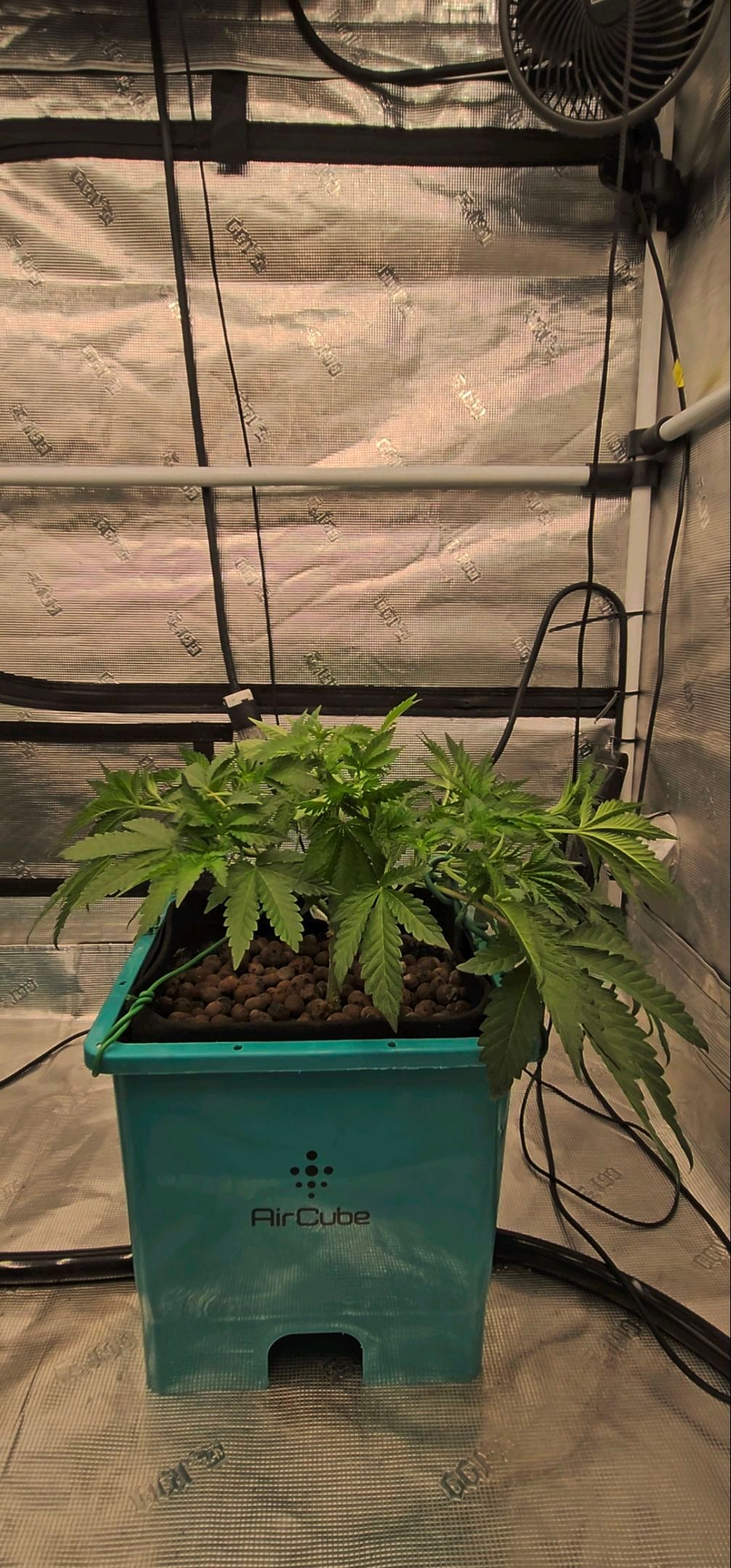 Ricky Bobby #2 (LIT) growlog photo 94