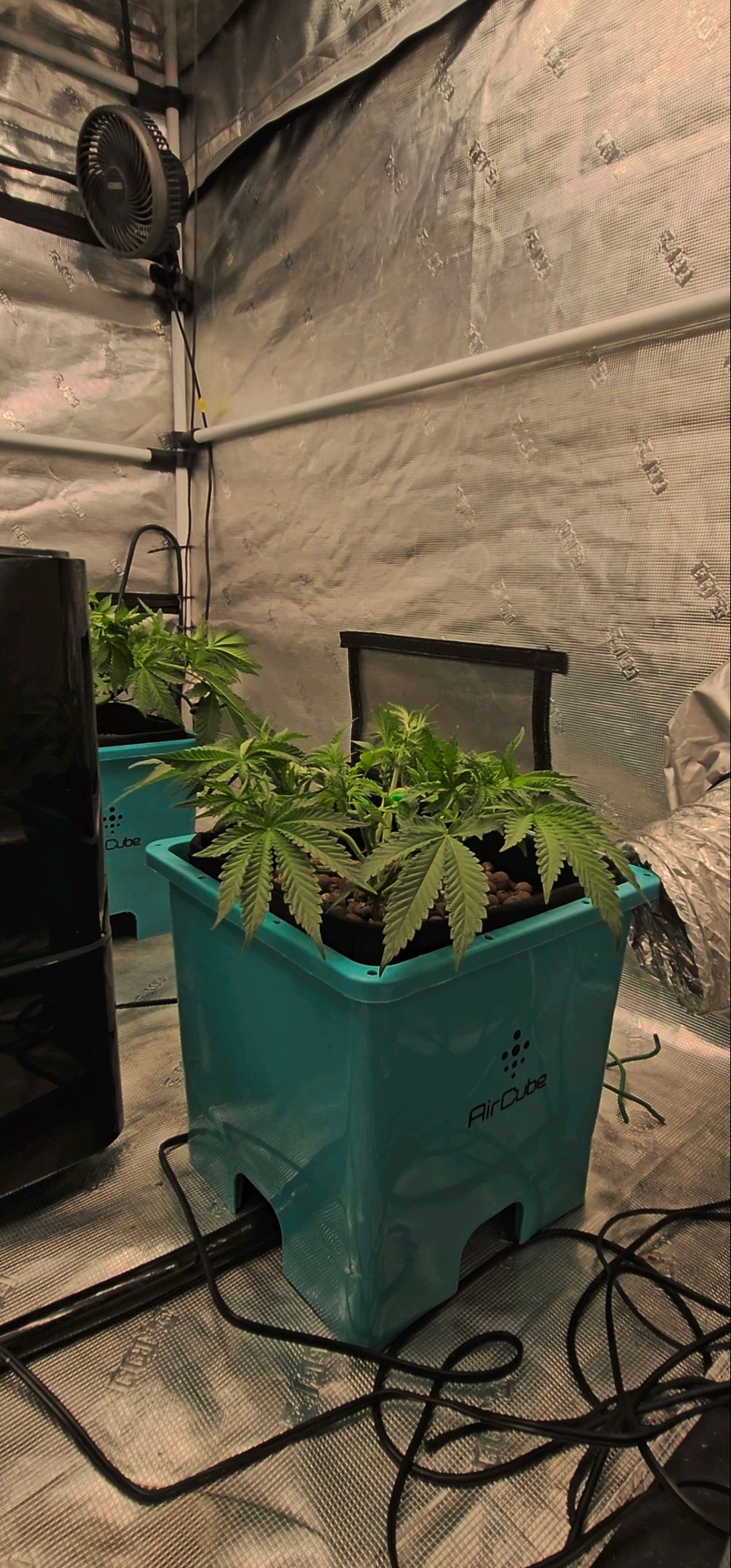 Ricky Bobby #2 (LIT) growlog photo 96