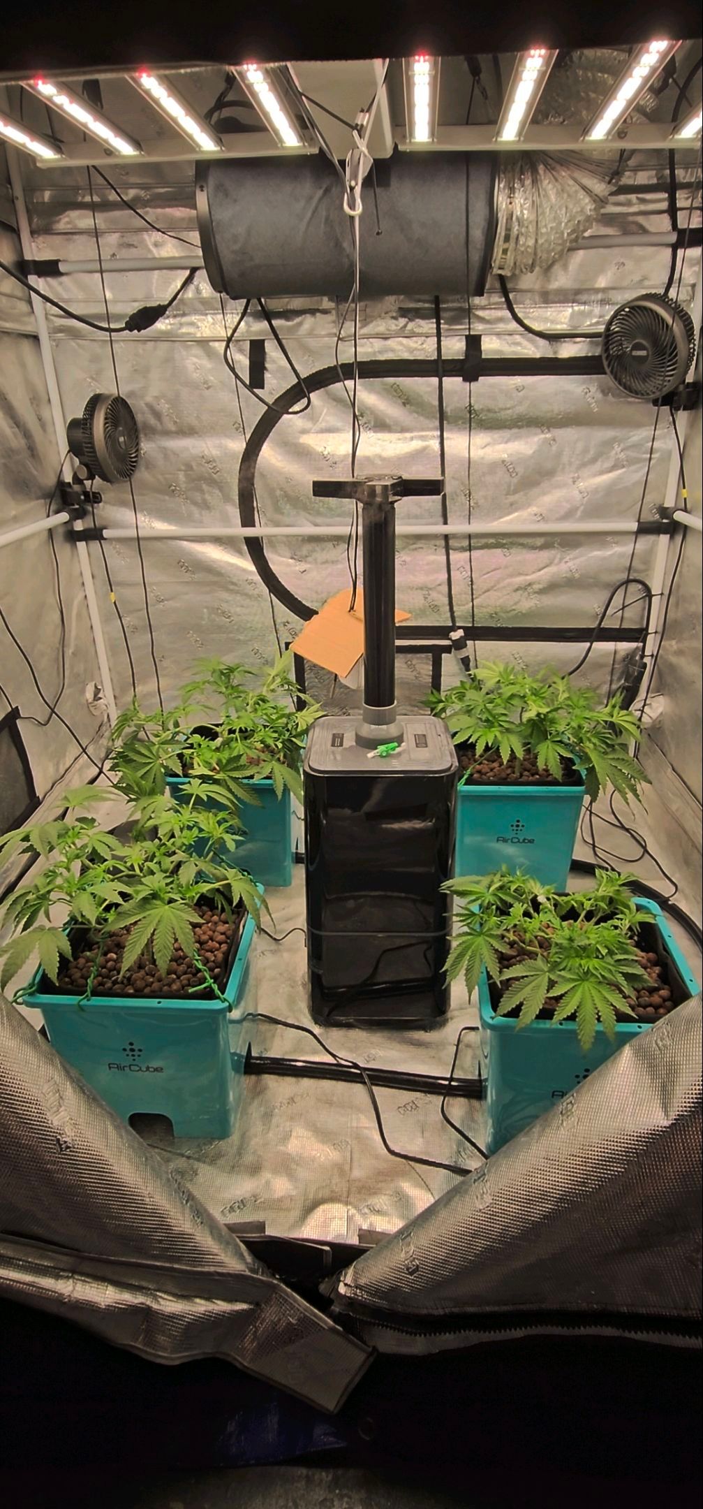 Ricky Bobby #2 (LIT) growlog photo 98