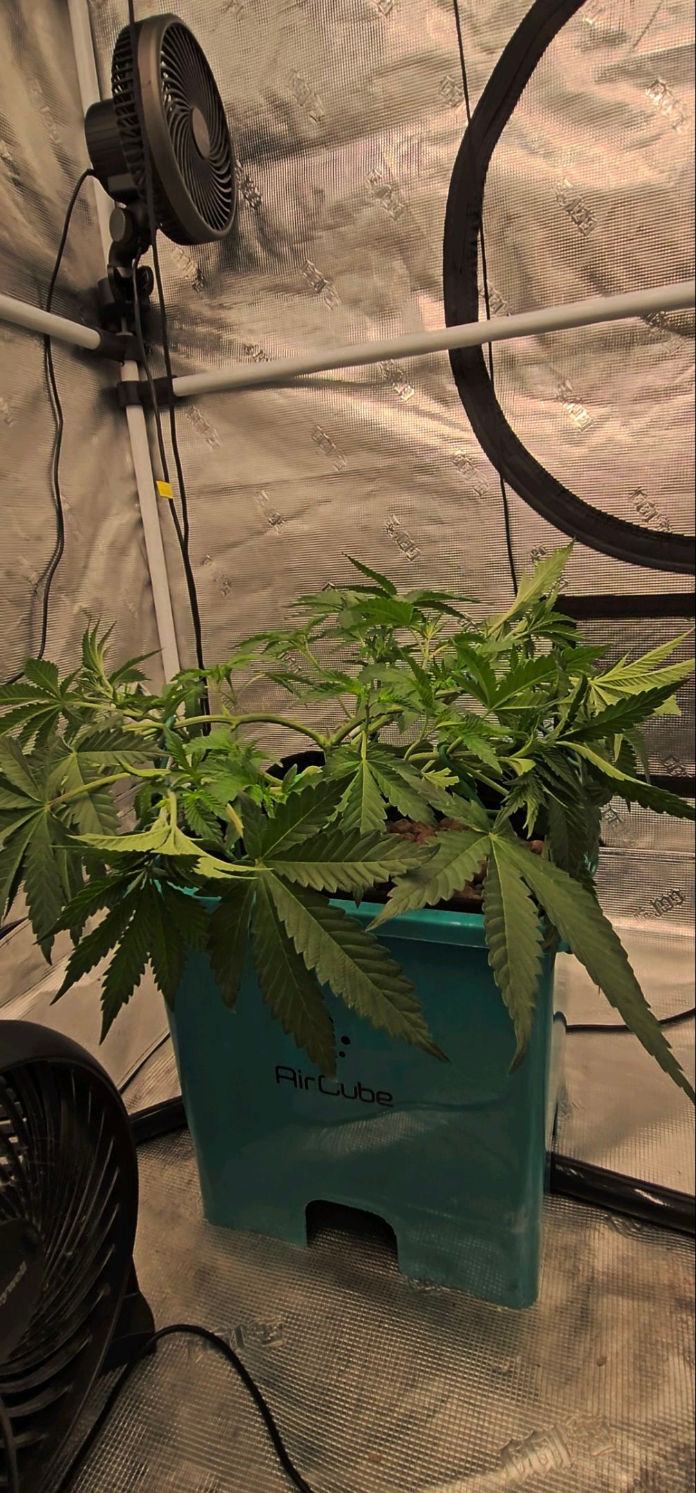 Ricky Bobby #2 (LIT) growlog photo 102