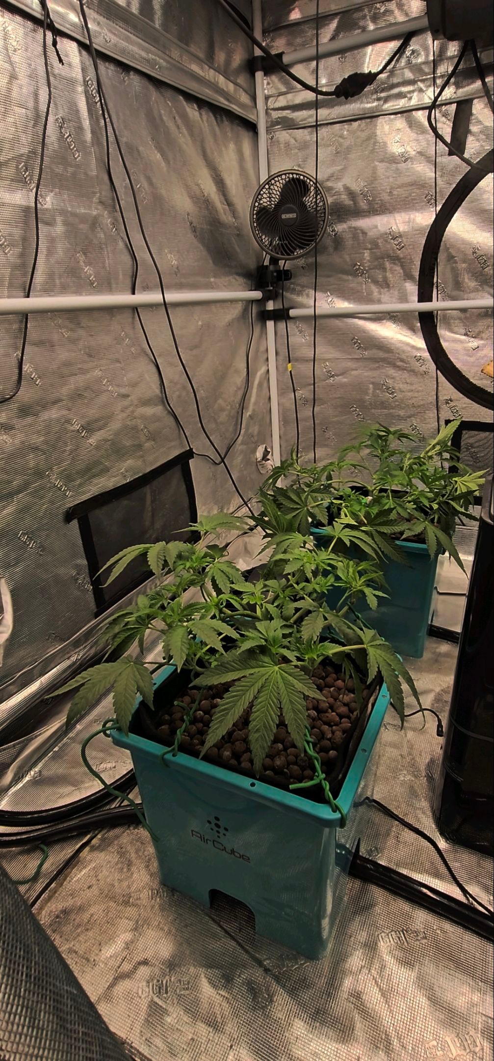 Ricky Bobby #2 (LIT) growlog photo 106