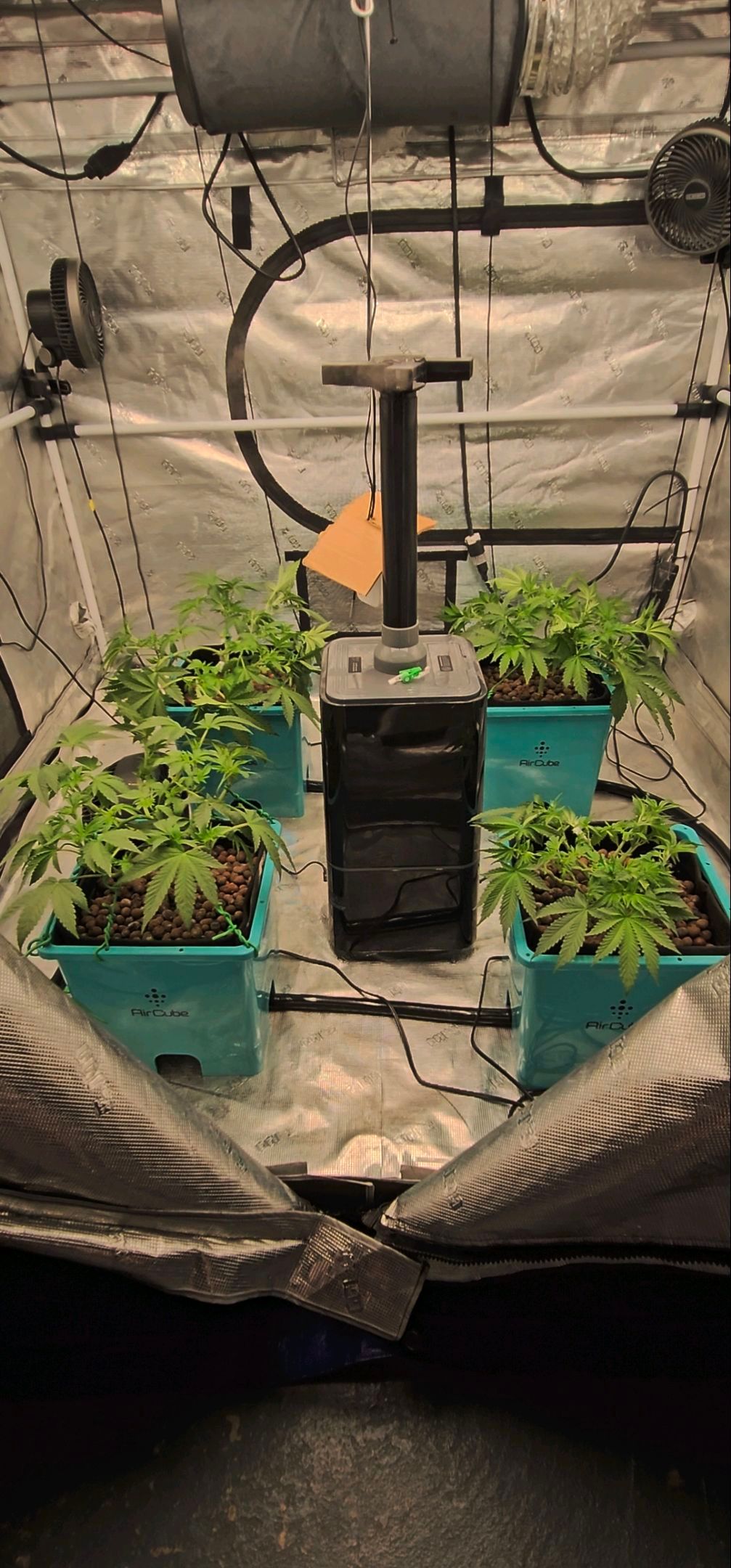 Ricky Bobby #2 (LIT) growlog photo 107