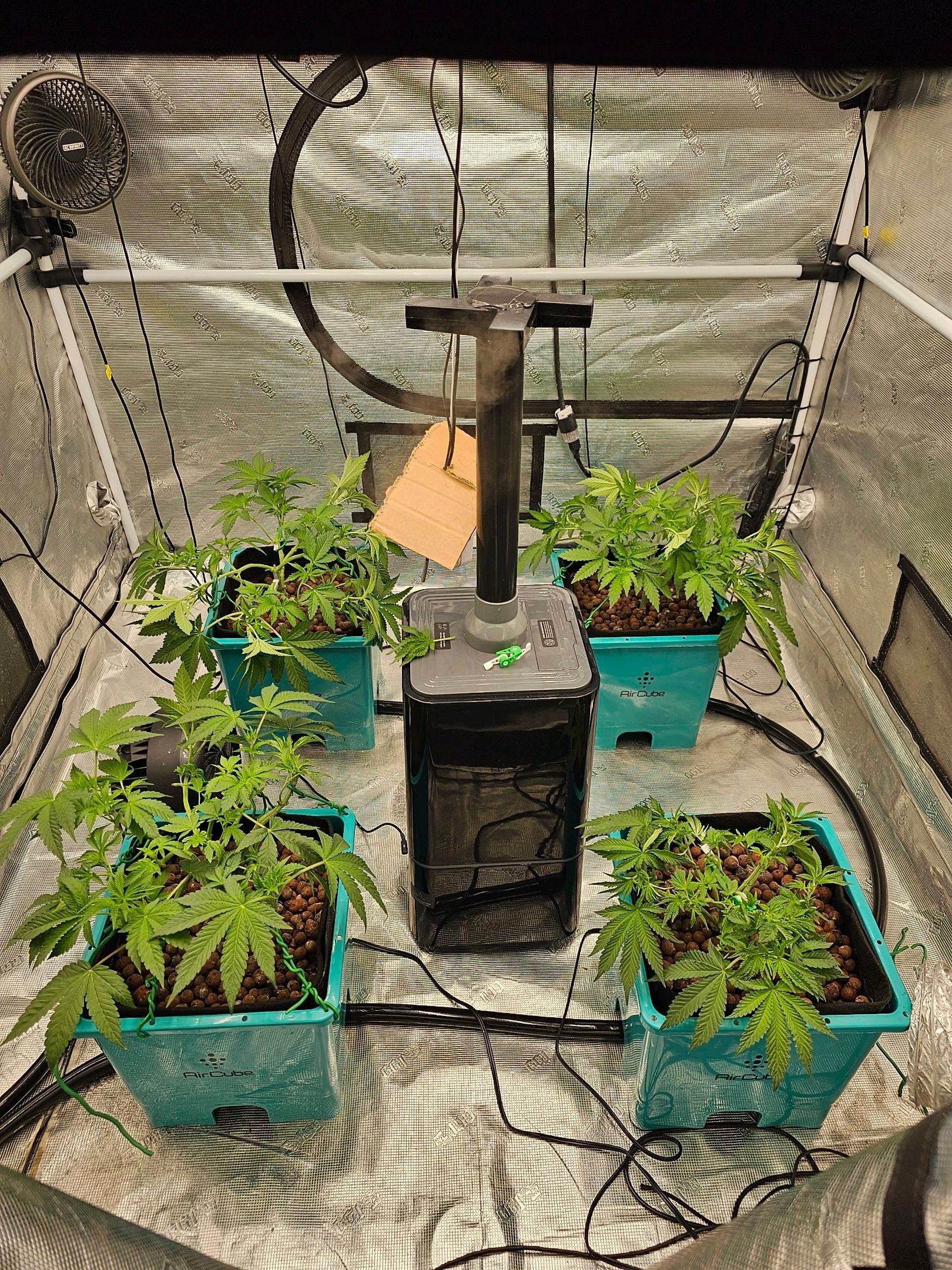 Ricky Bobby #2 (LIT) growlog photo 97