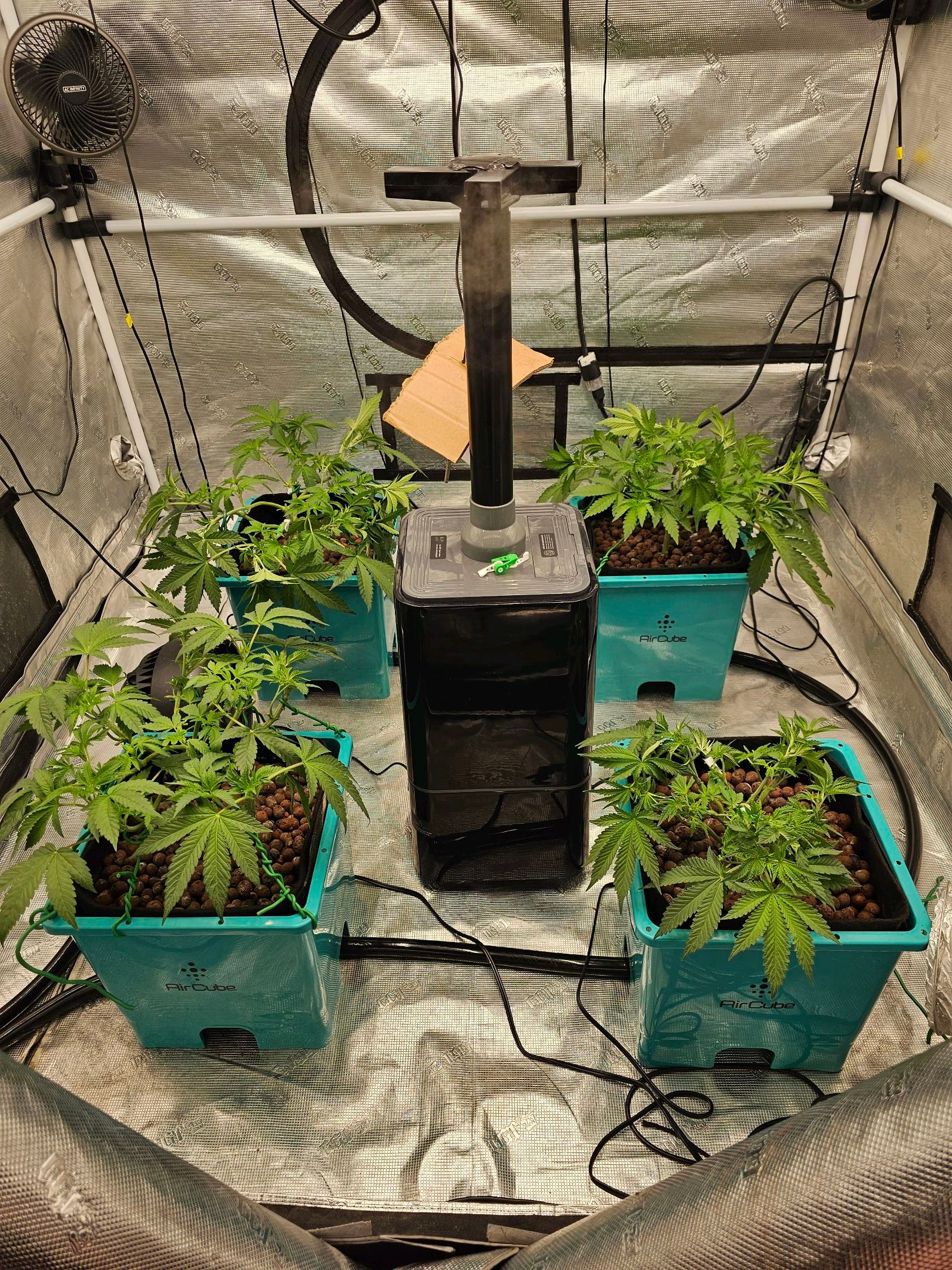 Ricky Bobby #2 (LIT) growlog photo 101