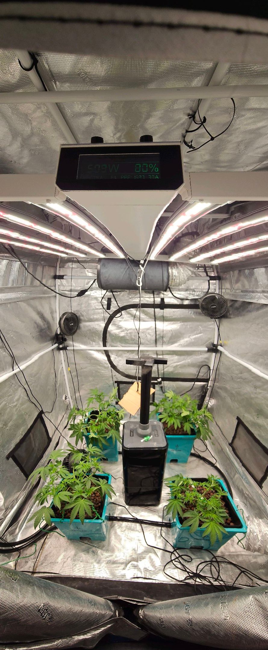 Ricky Bobby #2 (LIT) growlog photo 103