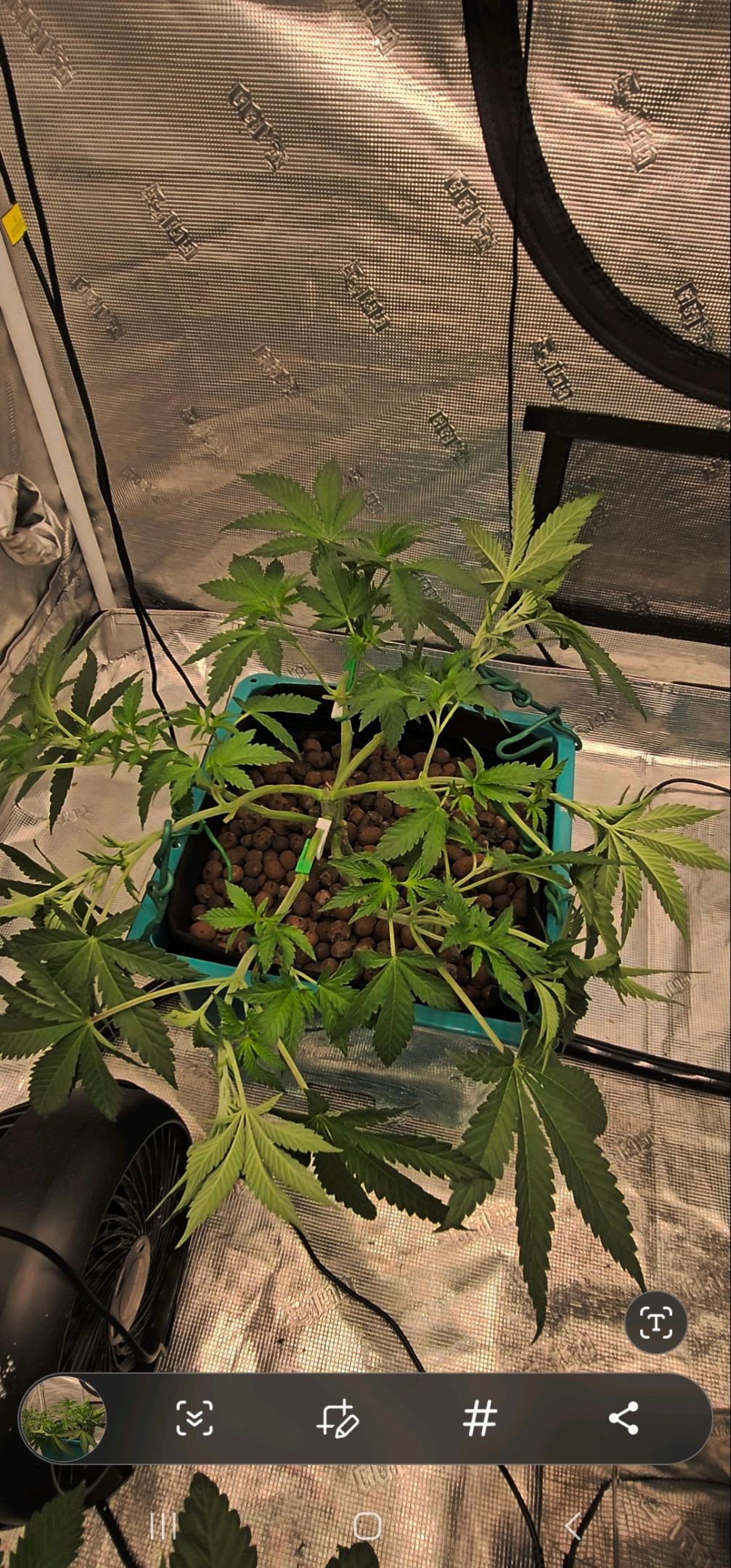 Ricky Bobby #2 (LIT) growlog photo 108