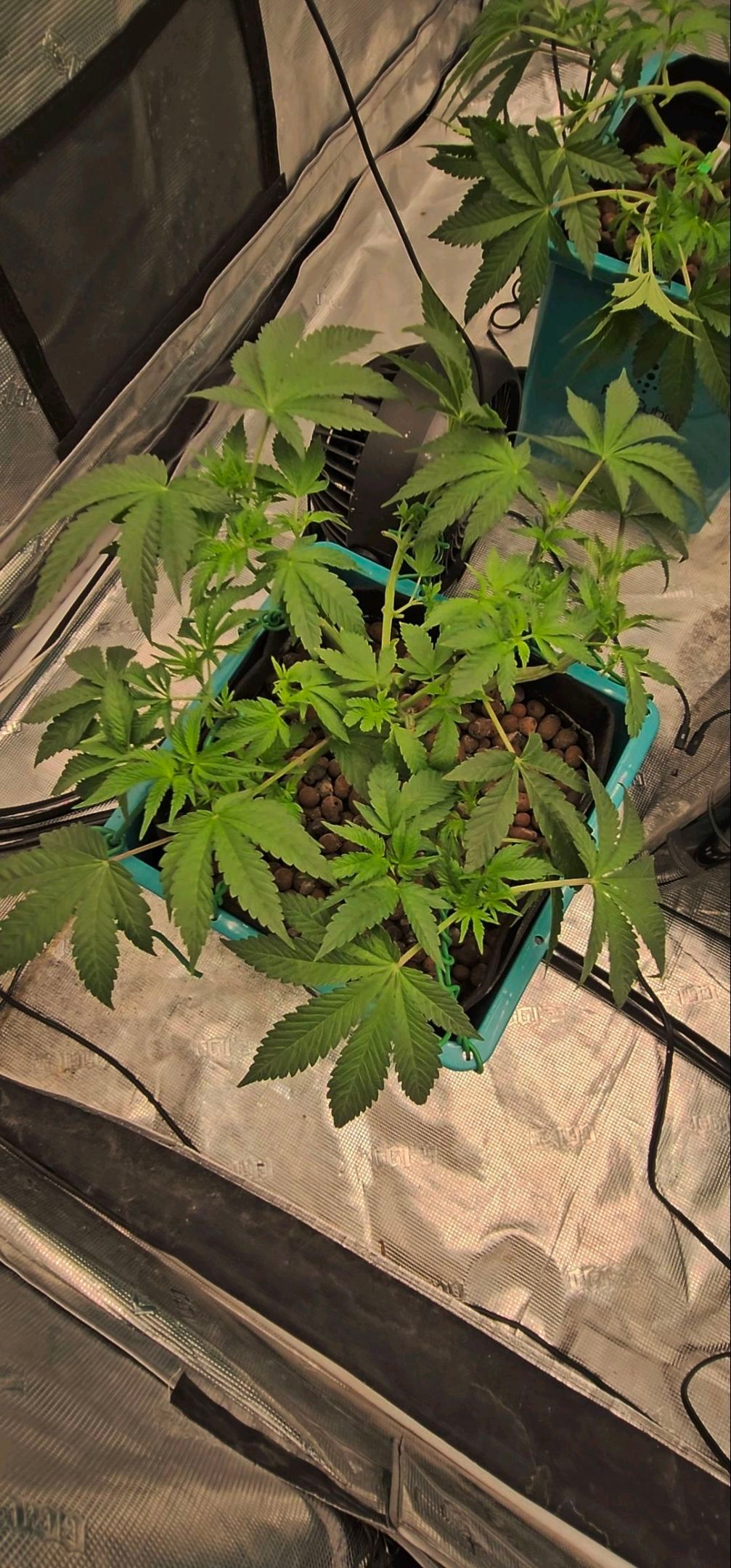 Ricky Bobby #2 (LIT) growlog photo 92