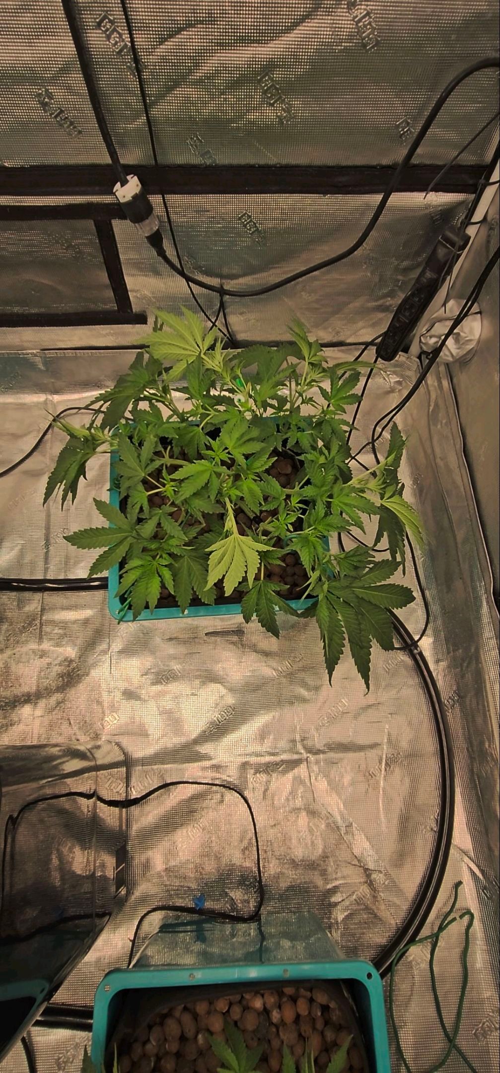 Ricky Bobby #2 (LIT) growlog photo 95