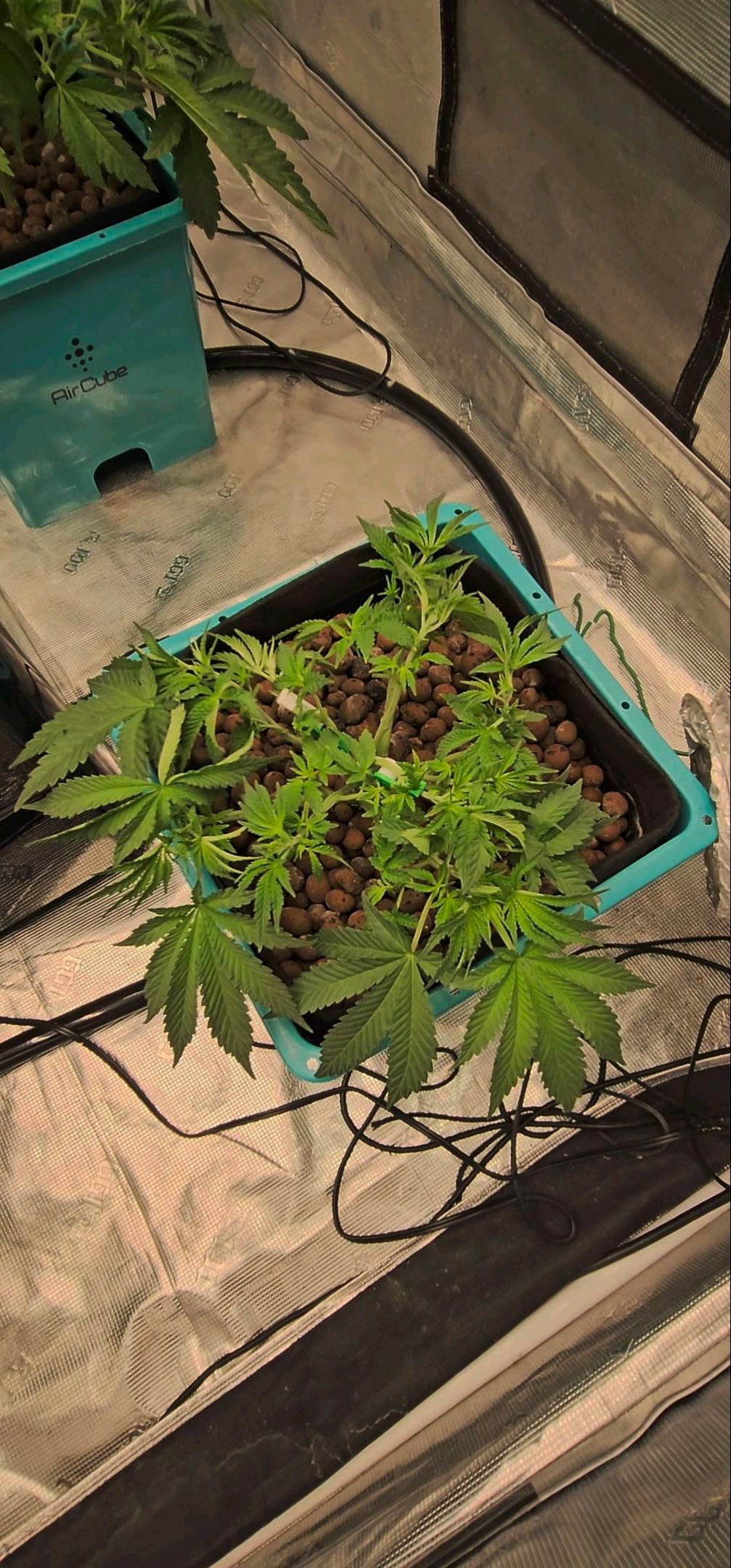 Ricky Bobby #2 (LIT) growlog photo 99