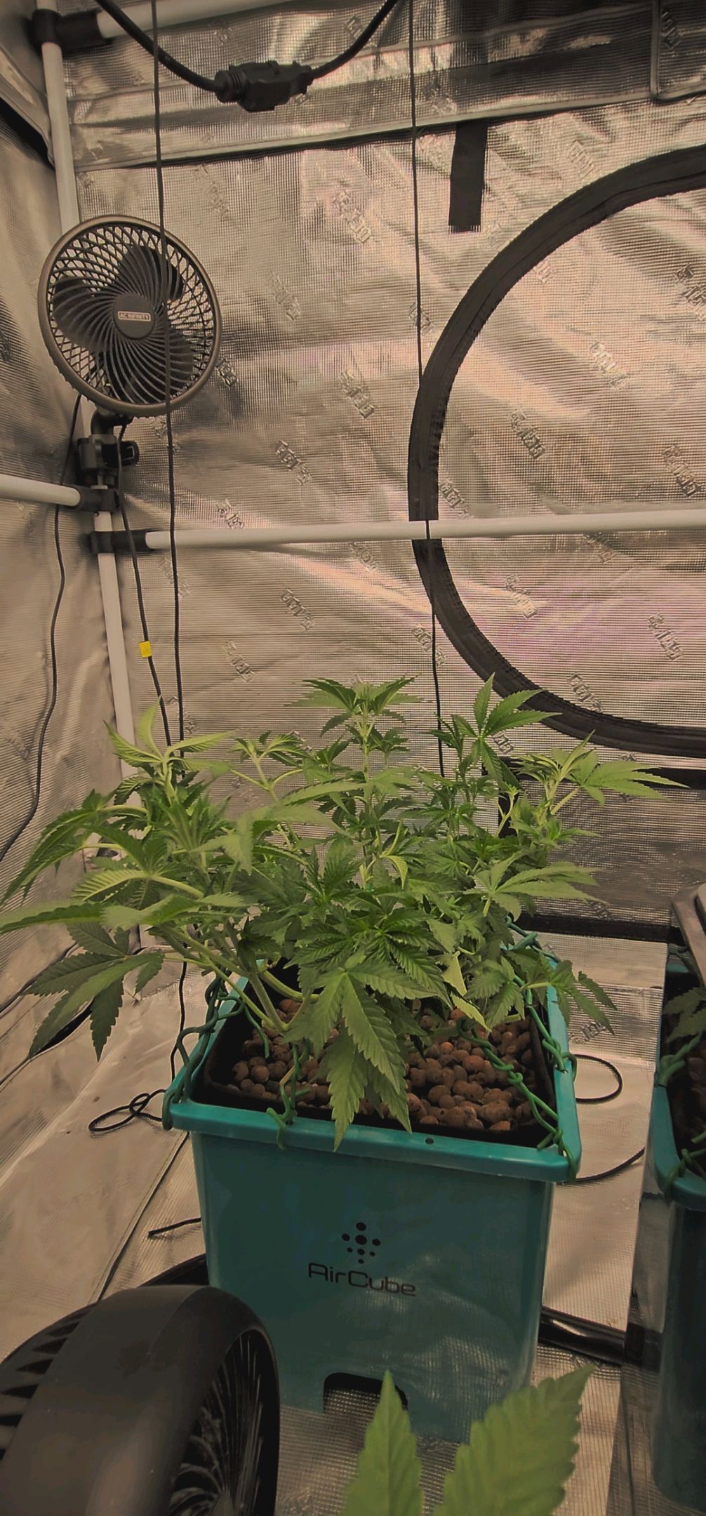 Ricky Bobby #2 (LIT) growlog photo 109