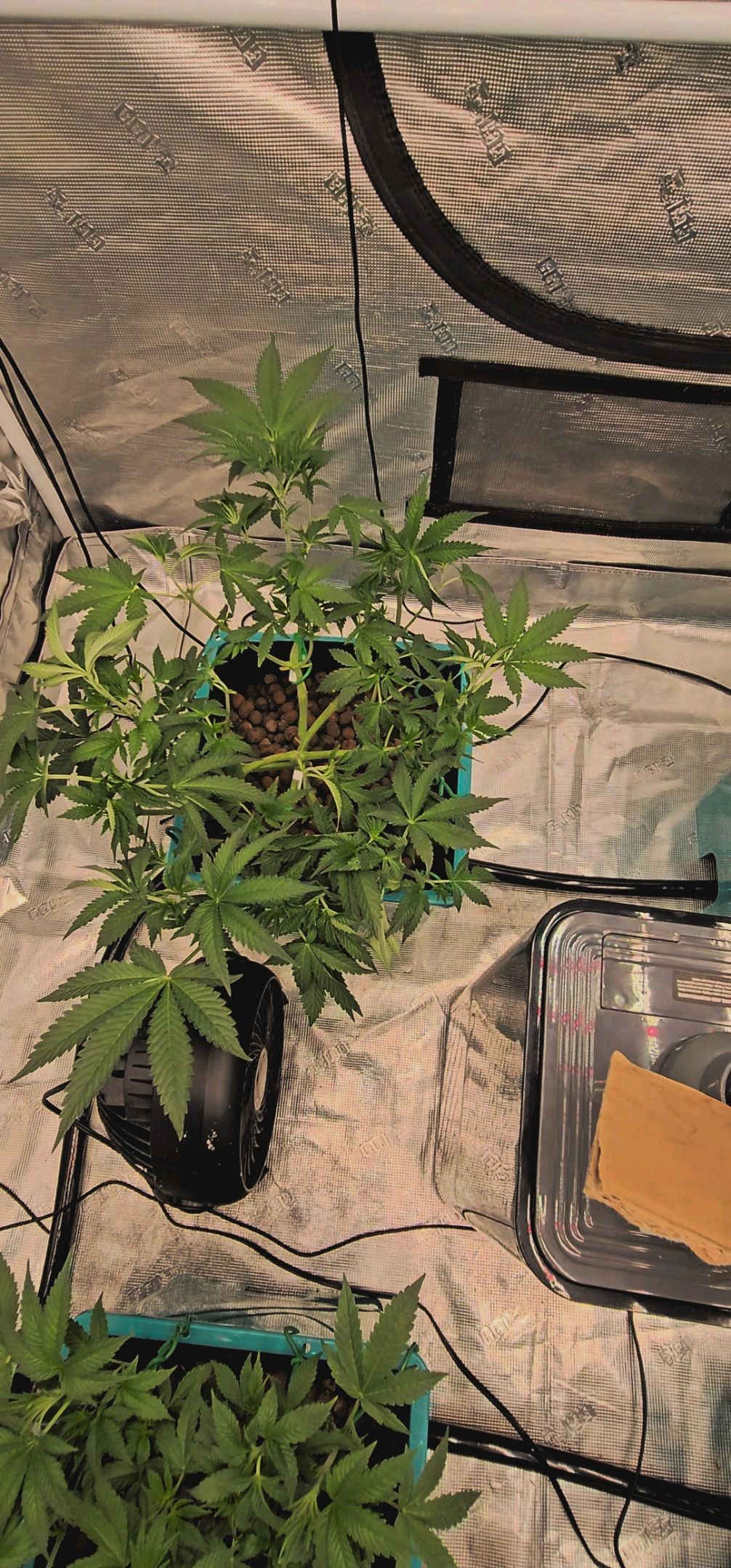 Ricky Bobby #2 (LIT) growlog photo 110
