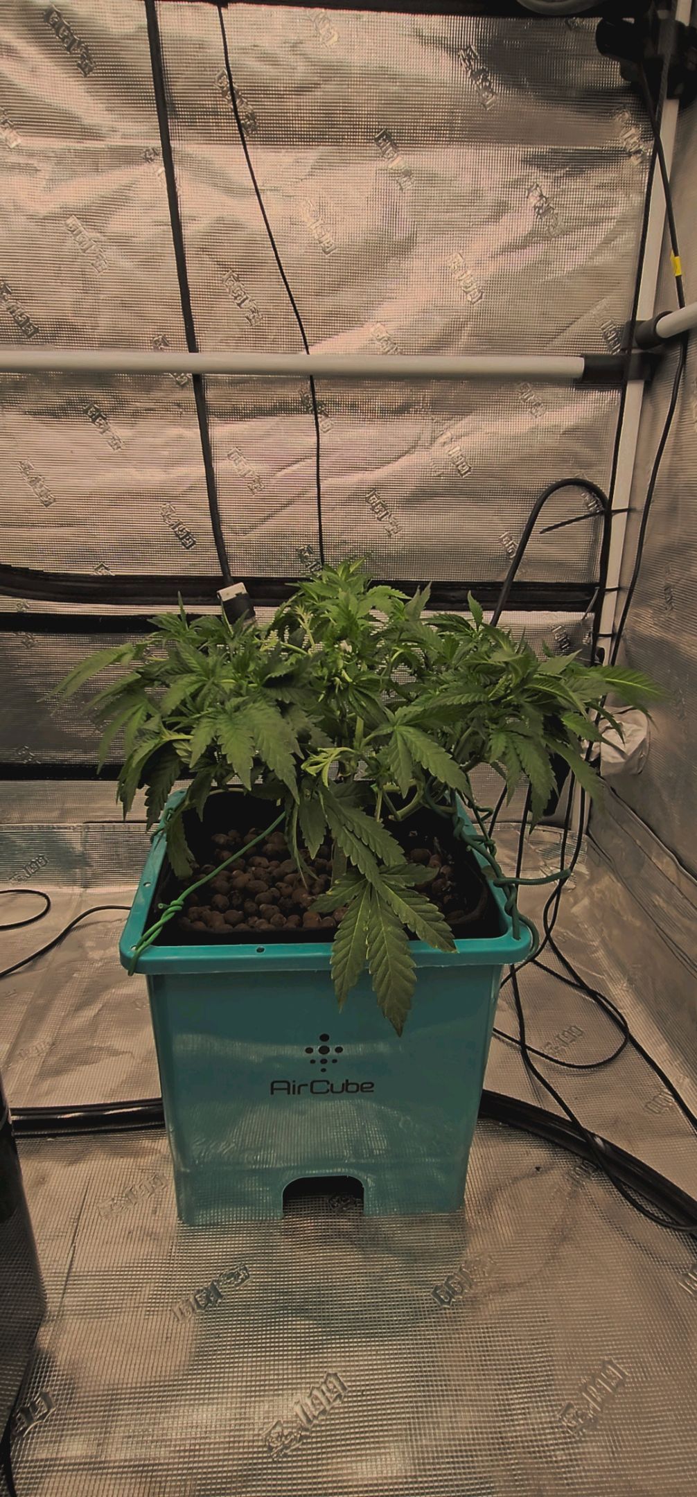 Ricky Bobby #2 (LIT) growlog photo 111
