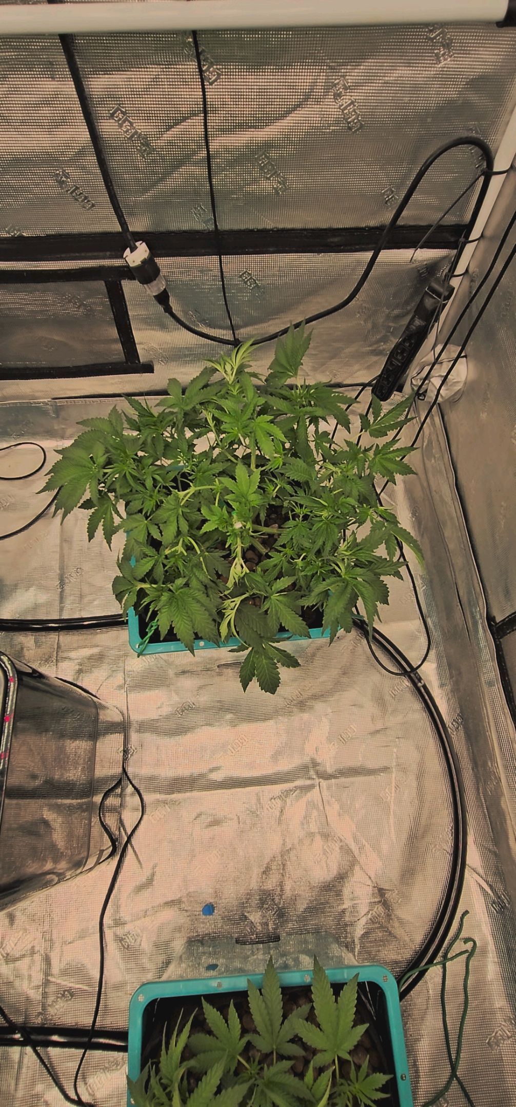 Ricky Bobby #2 (LIT) growlog photo 112