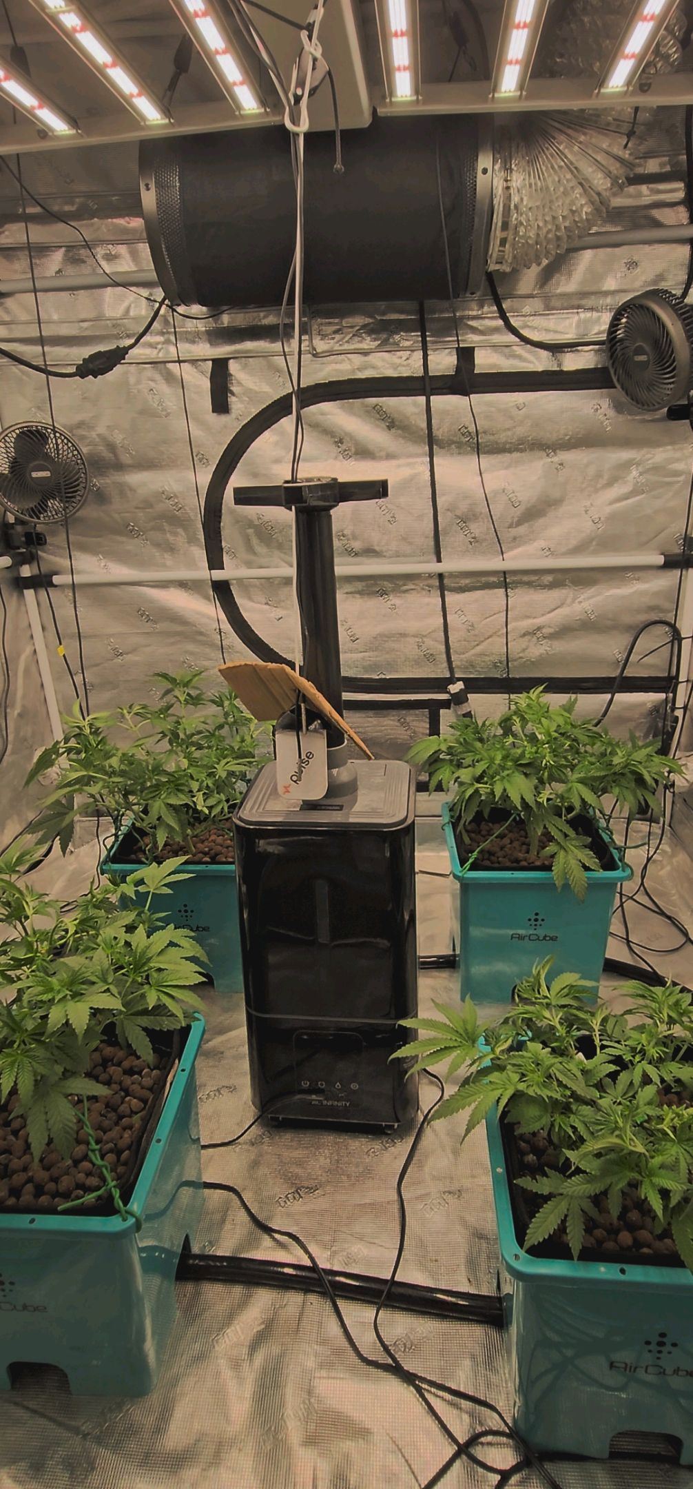 Ricky Bobby #2 (LIT) growlog photo 113